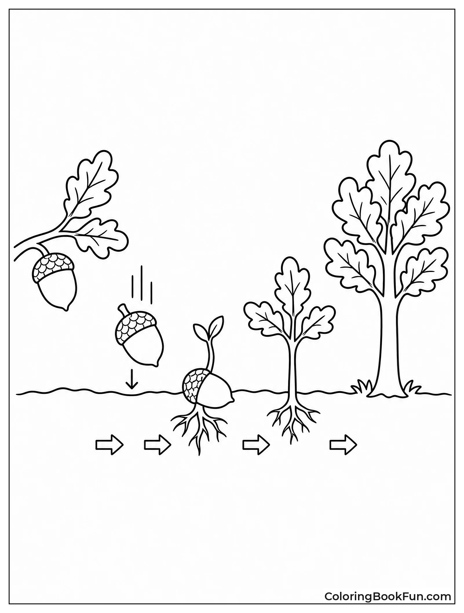 Acorn Grows Into Oak Tree
