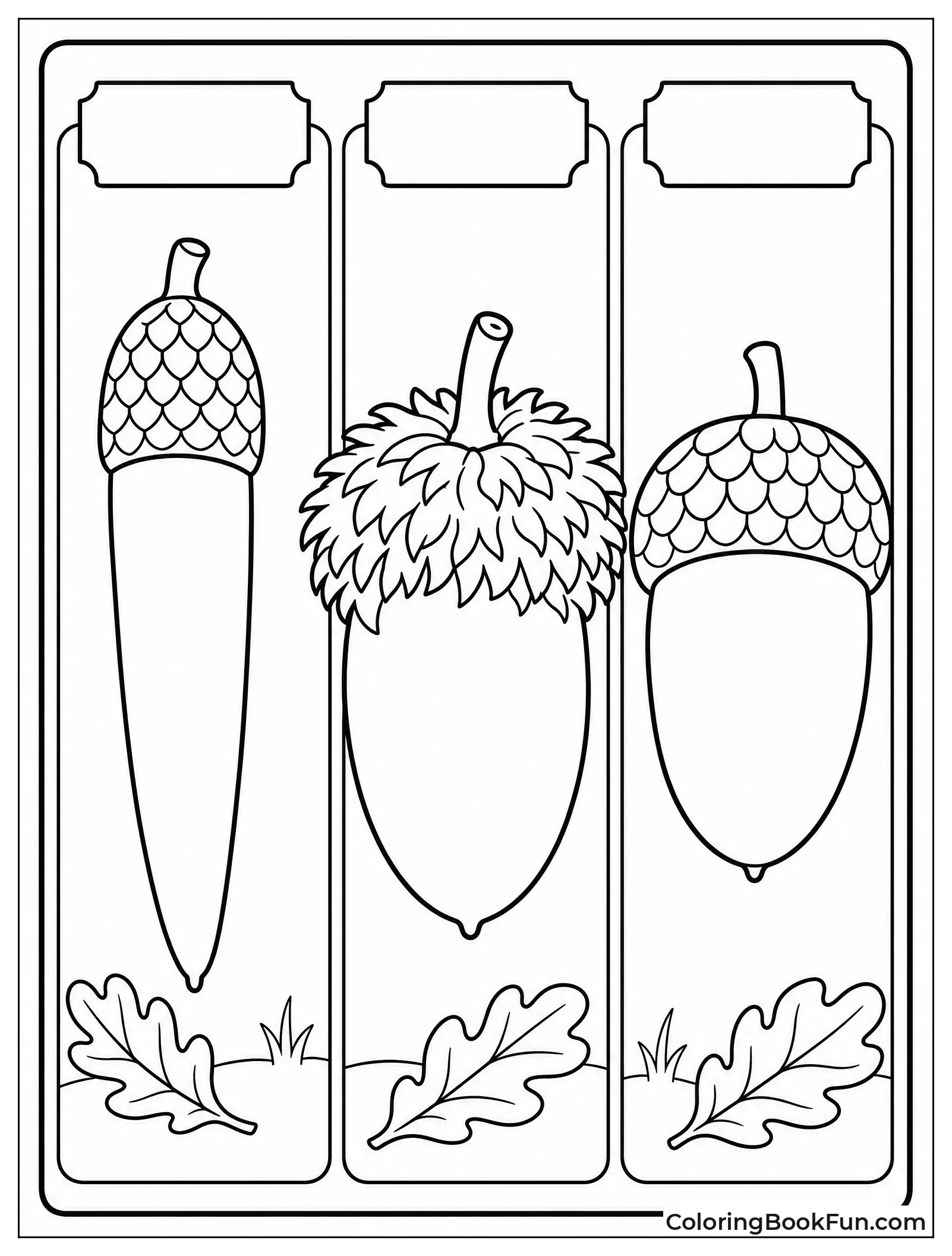 Different Types Of Oak Acorns