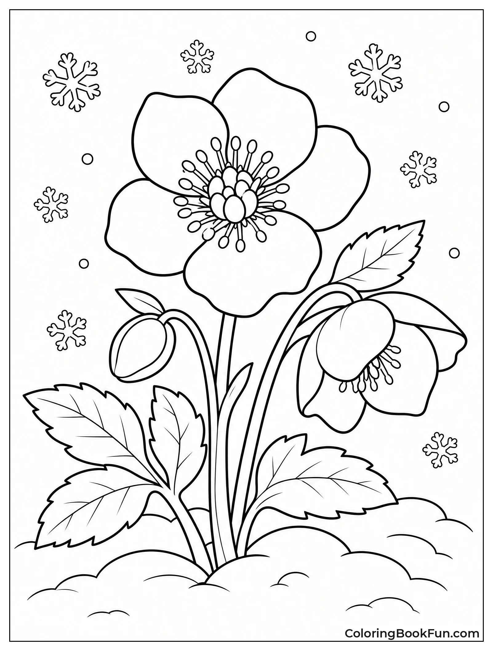 Christmas Rose Blooms Through the Snow
