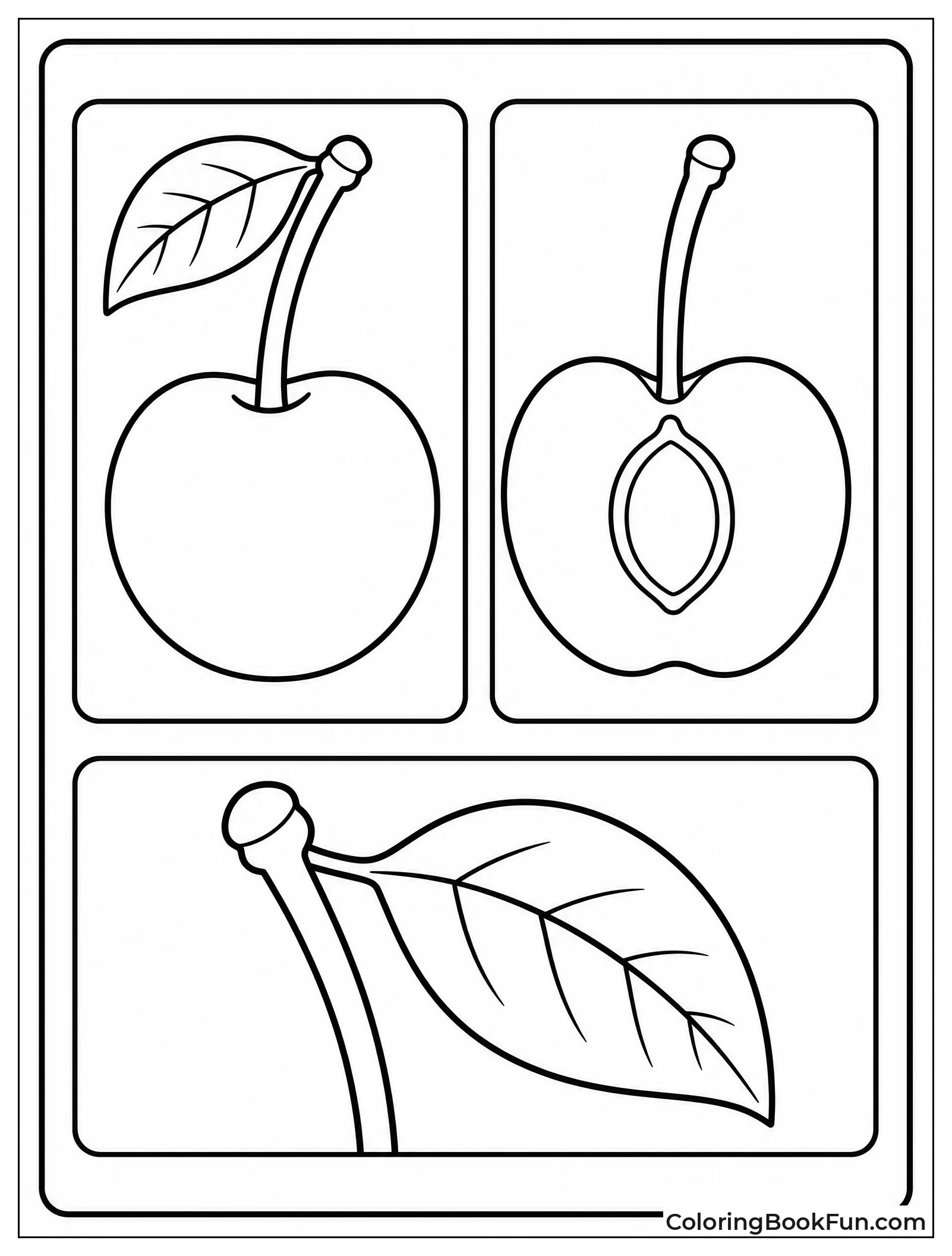 Cherry Anatomy Showing Pit and Stem