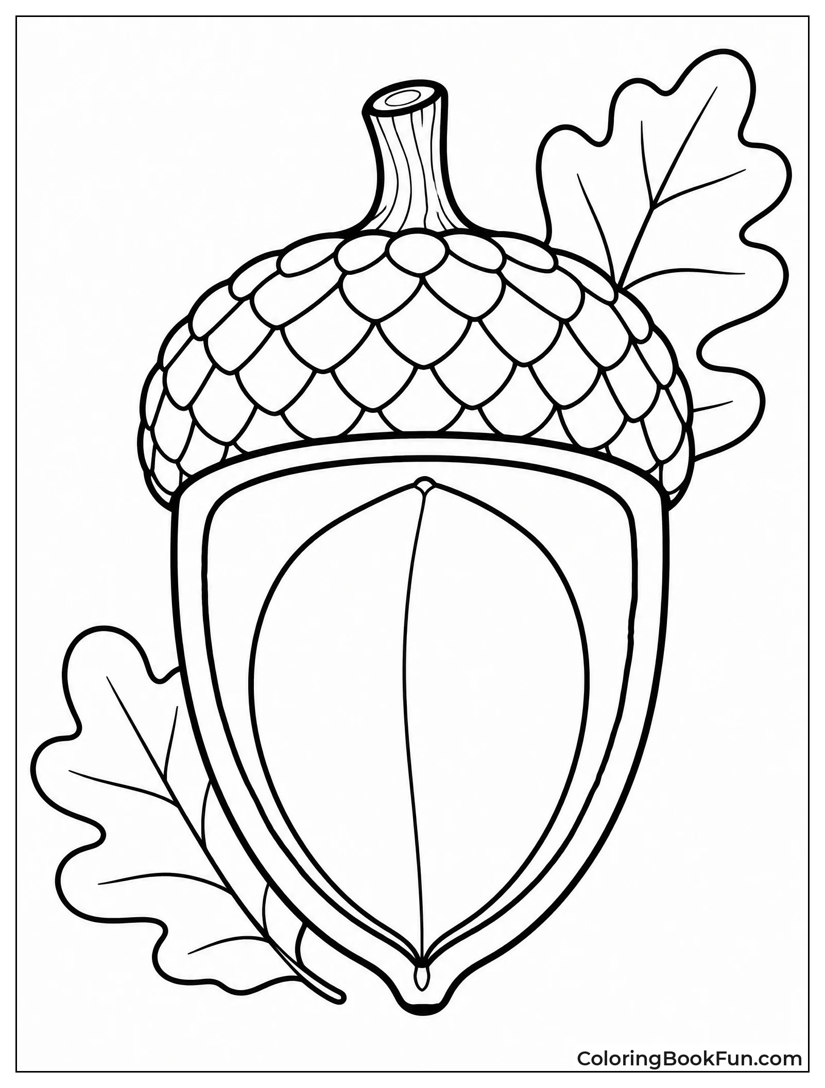 Close Up View Of Acorn