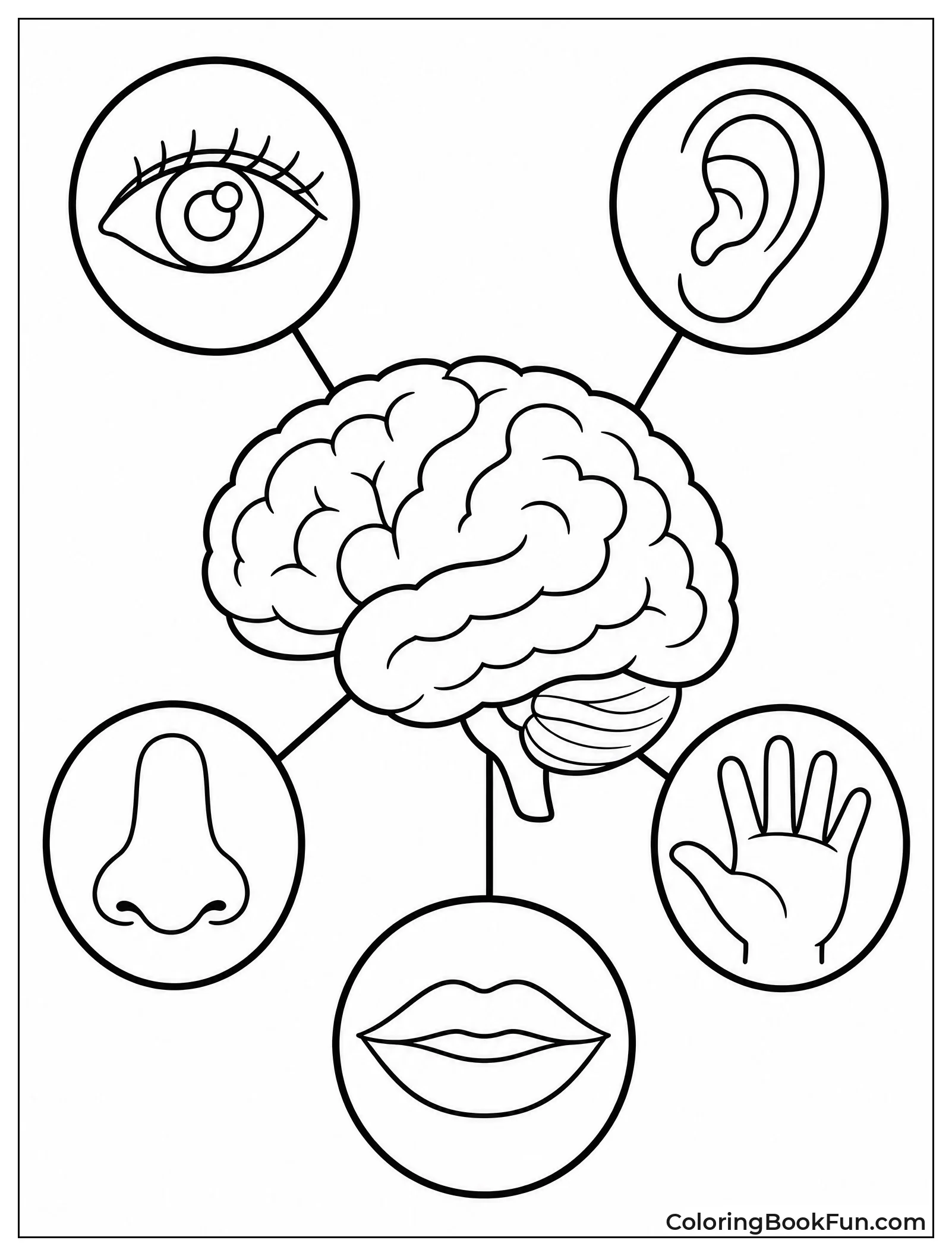 Brain Connected to Five Senses