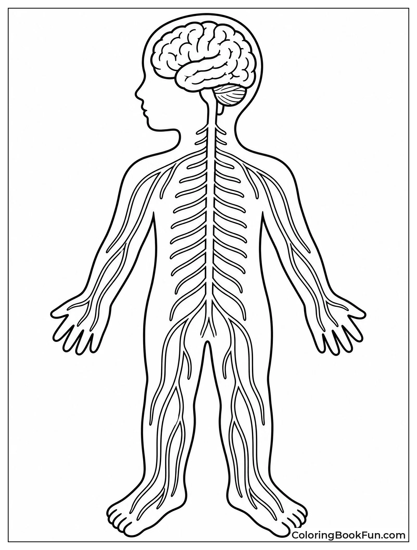 Brain Connected to Spinal Cord