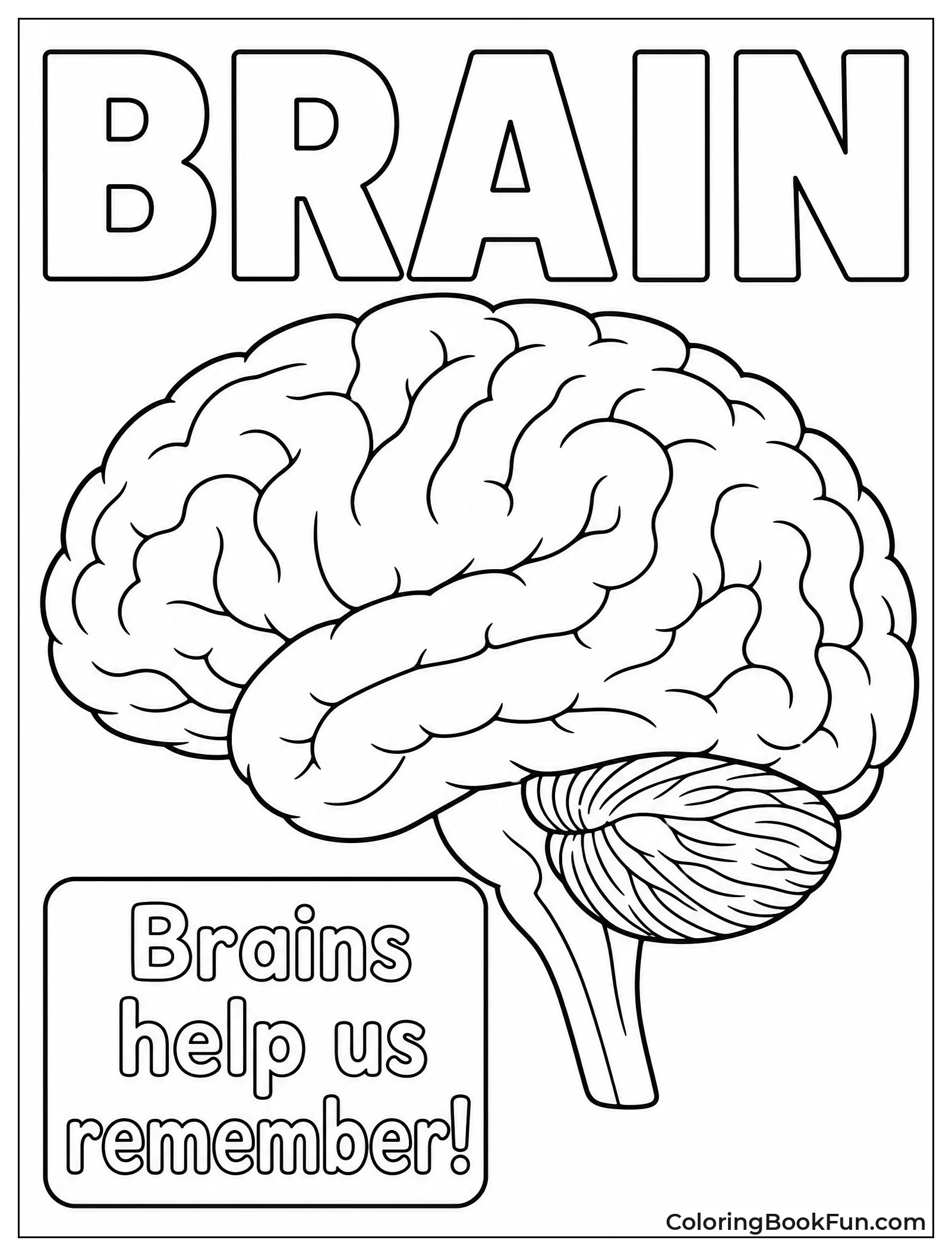 Brain Flashcard with Fun Fact