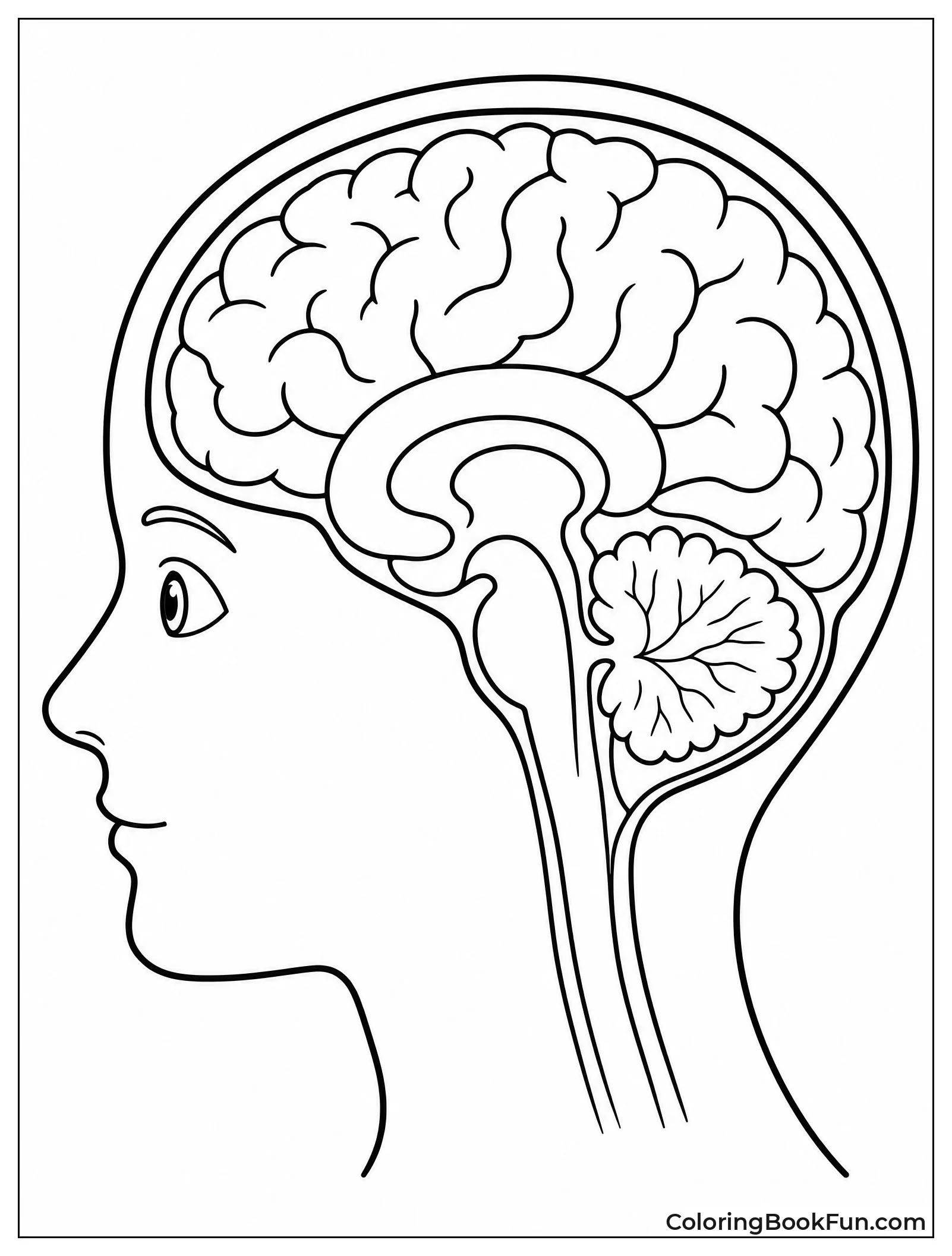Brain Inside Head Silhouette