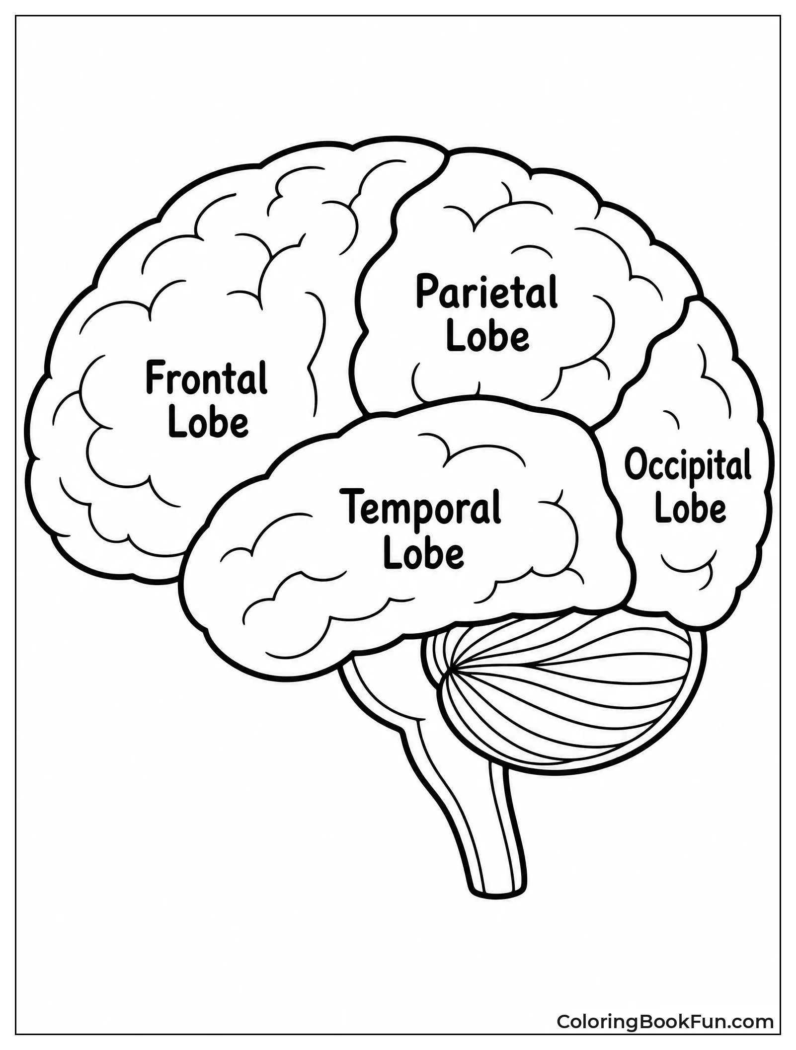 Brain Lobes Labeled for Coloring