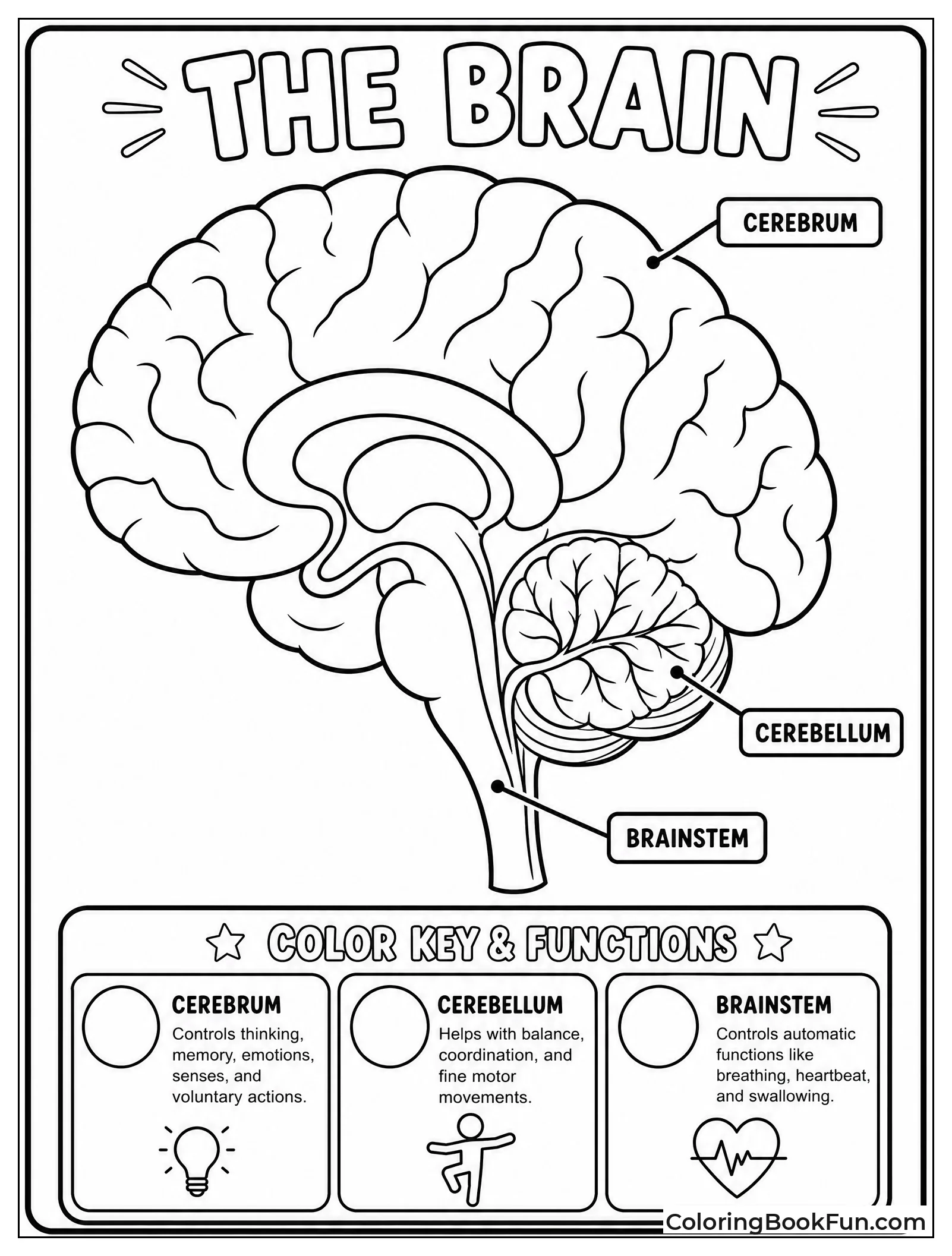 Brain Parts with Color Key