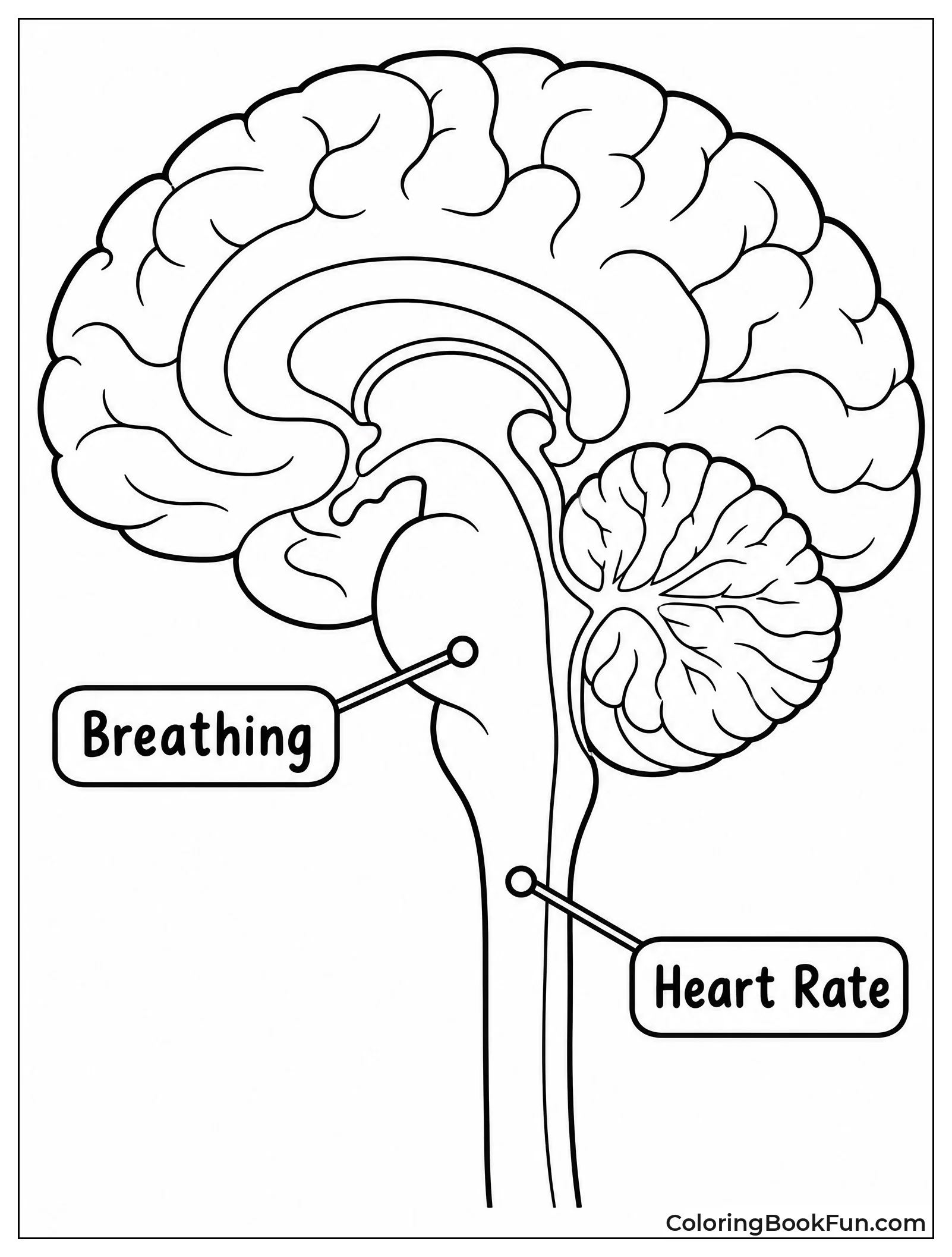 Close Up of Brainstem Parts