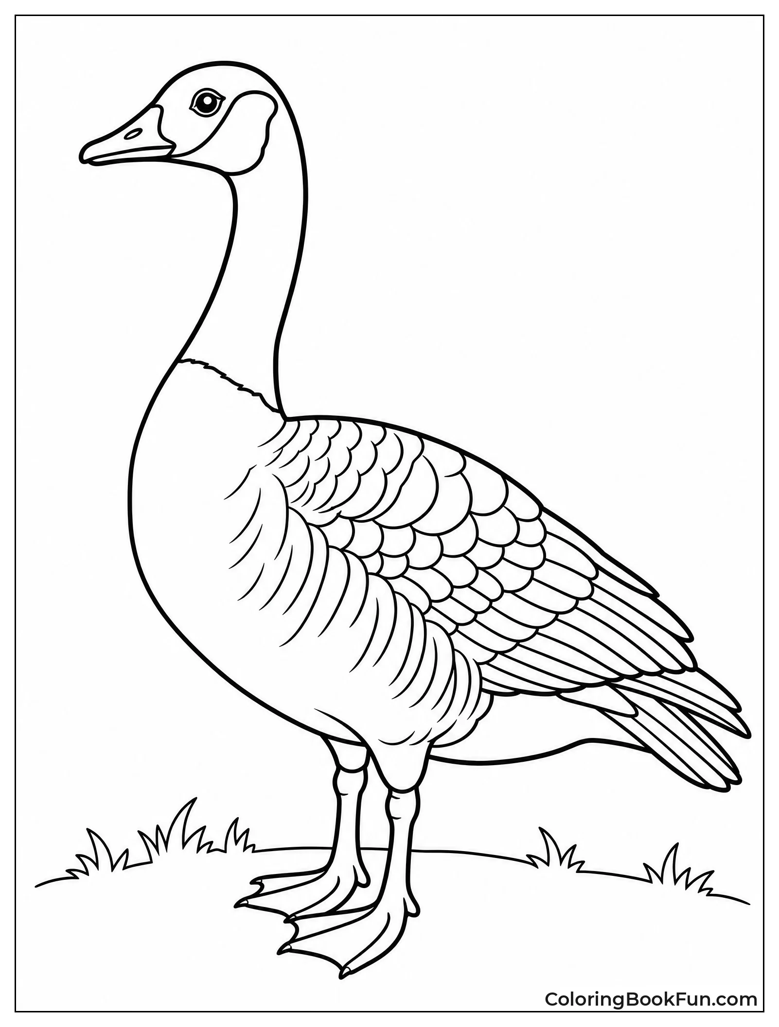 Canada Goose Standing Alert