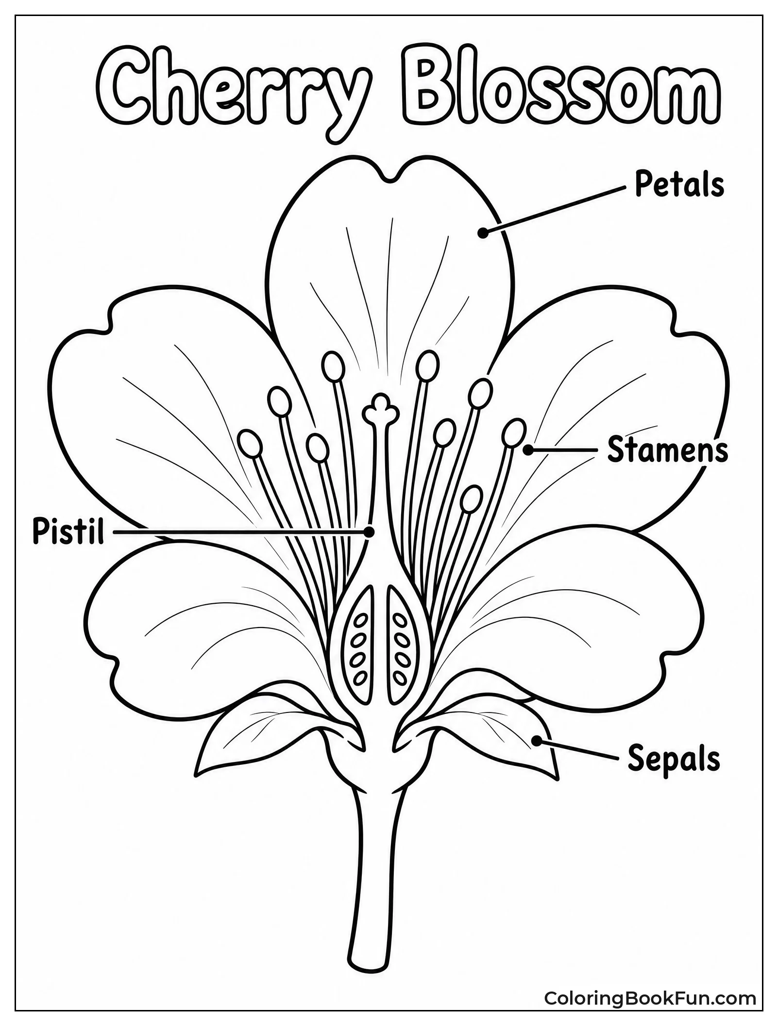 Flower Anatomy Diagram