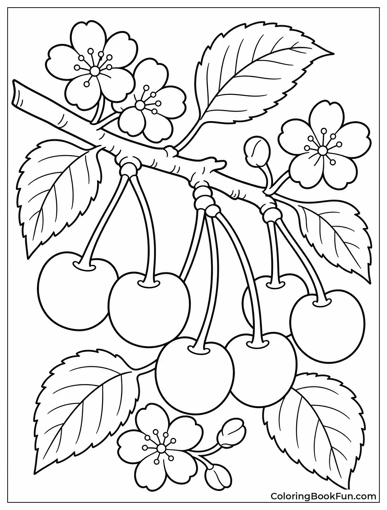Cherries on Branch with Blossoms