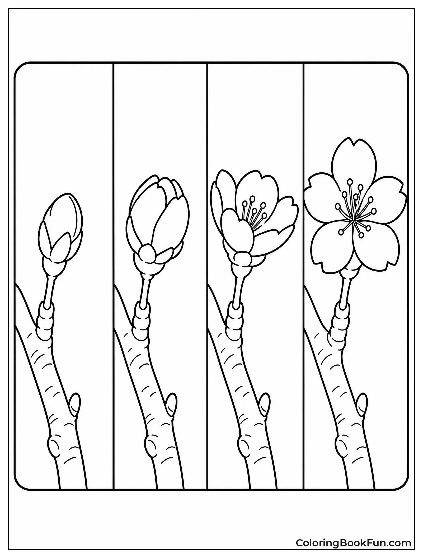 Cherry Blossom Life Cycle