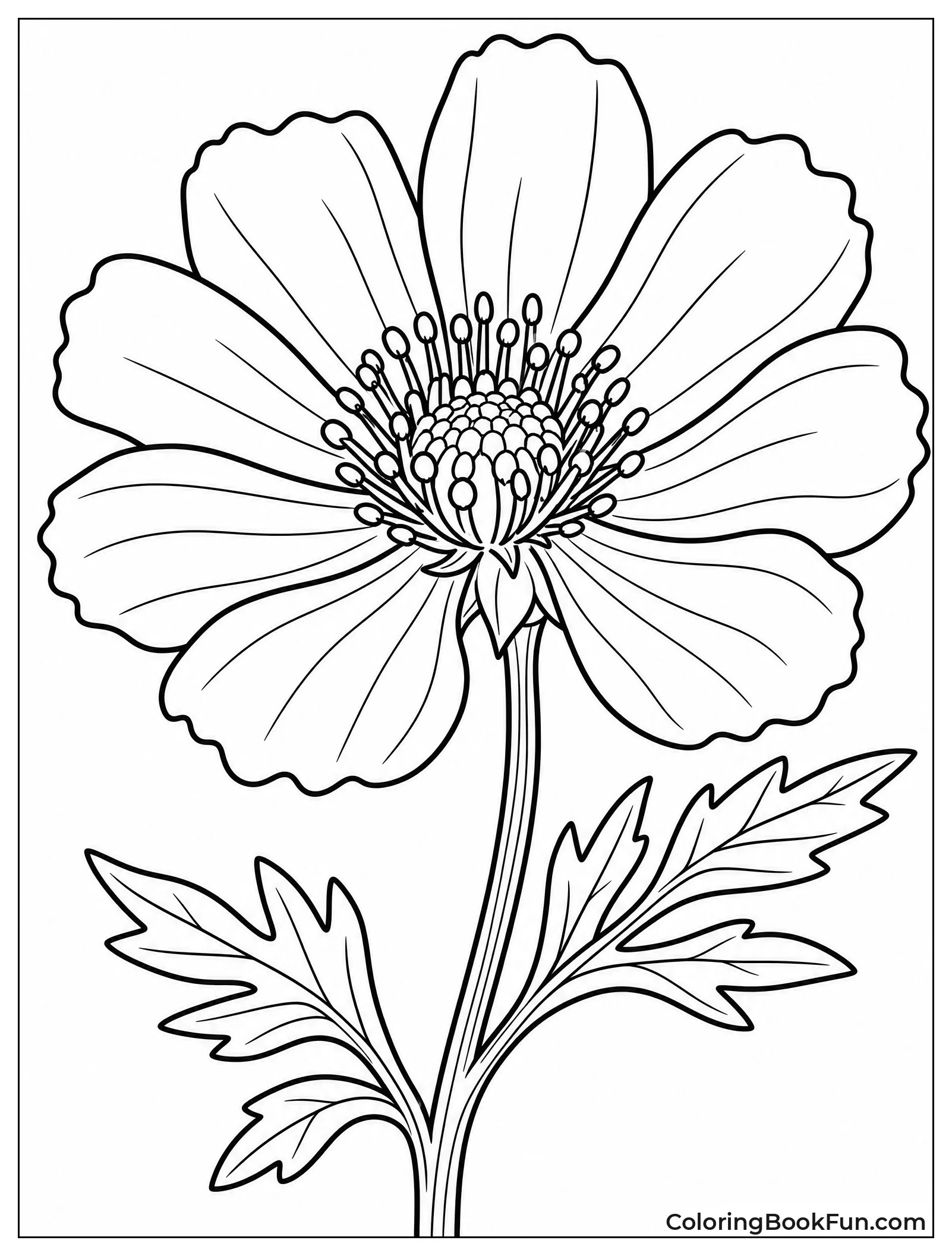 Close Up of Wildflower Parts