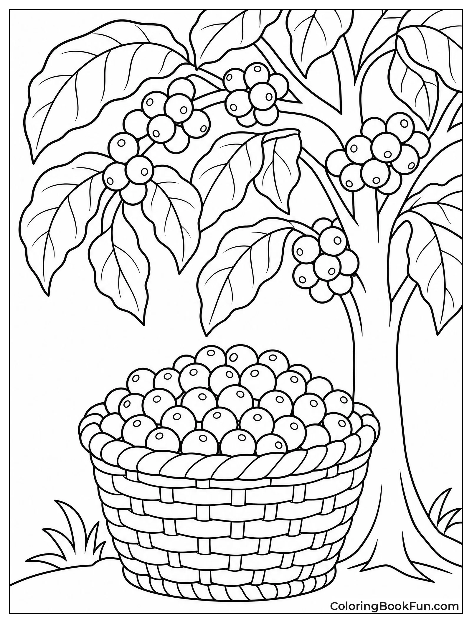 Basket of Coffee Cherries under Tree