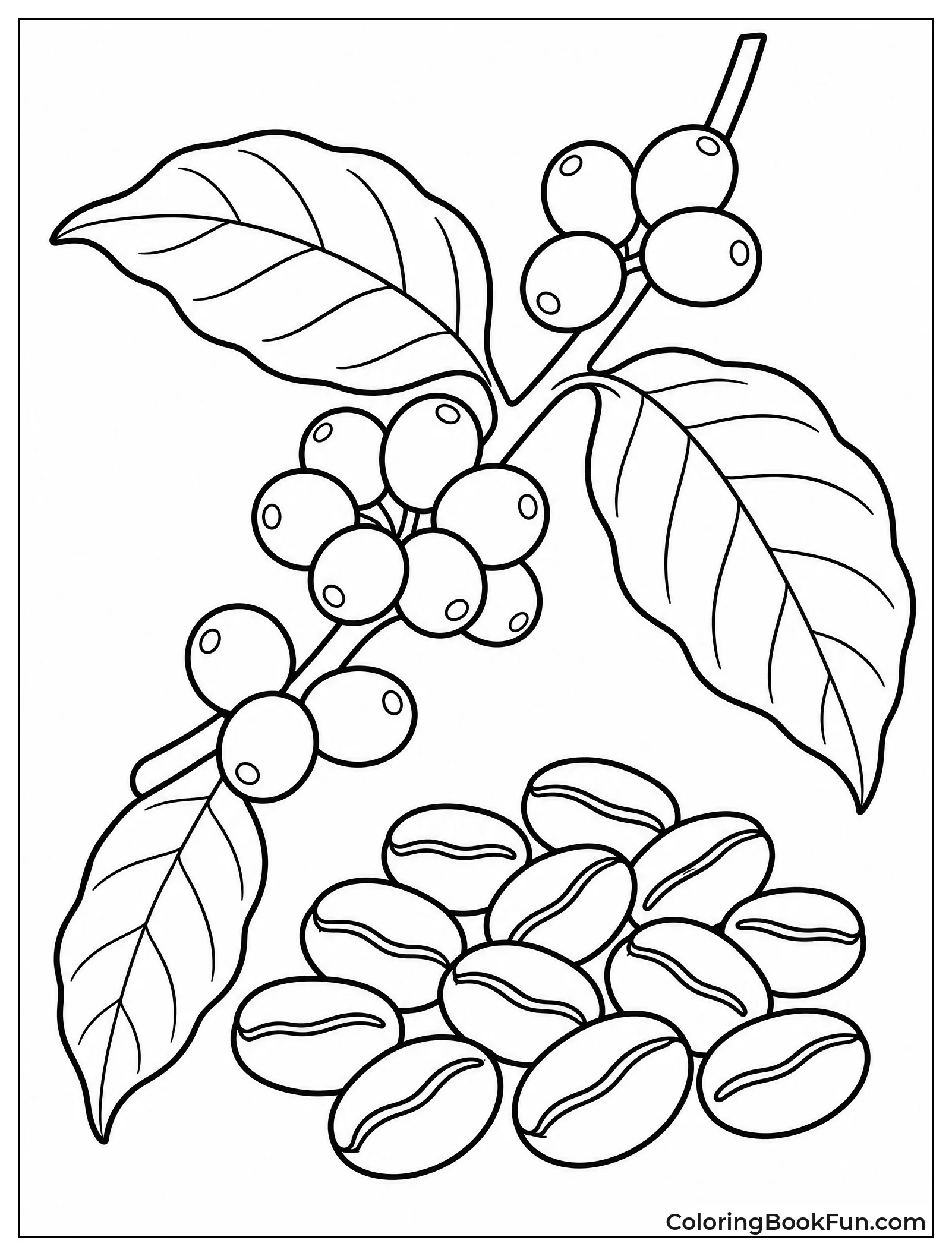 Coffee Cherries next to Roasted Beans