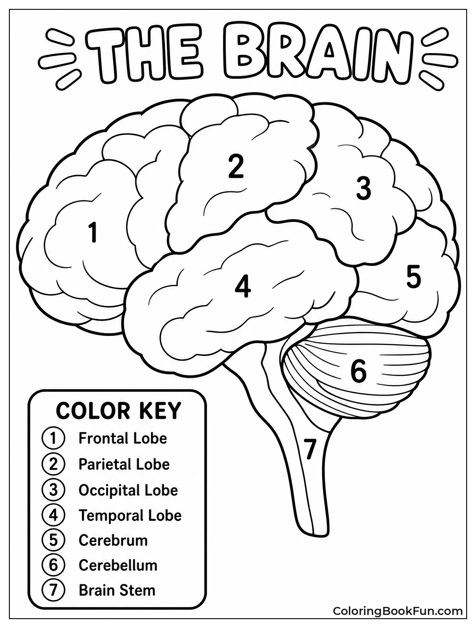 Color by Number Brain Puzzle