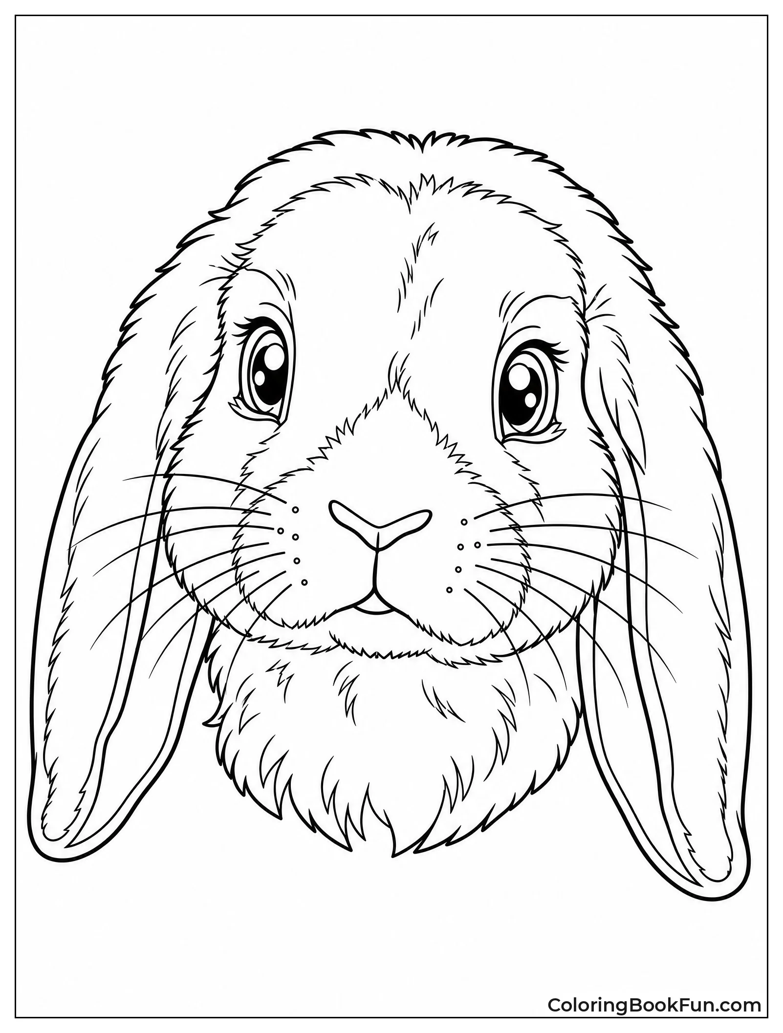 Lop Eared Rabbit Portrait