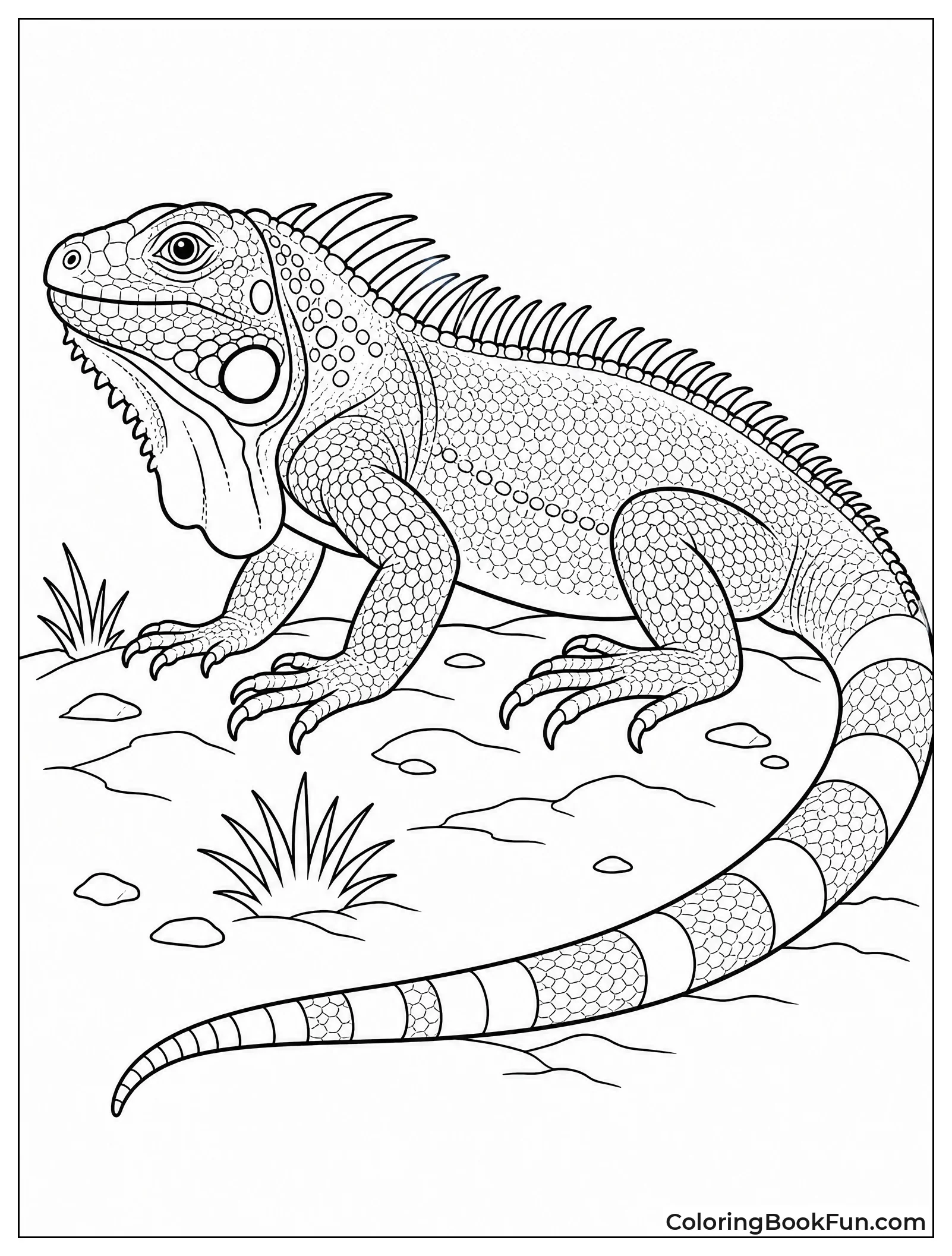 Spiky Iguana Shows Every Scale