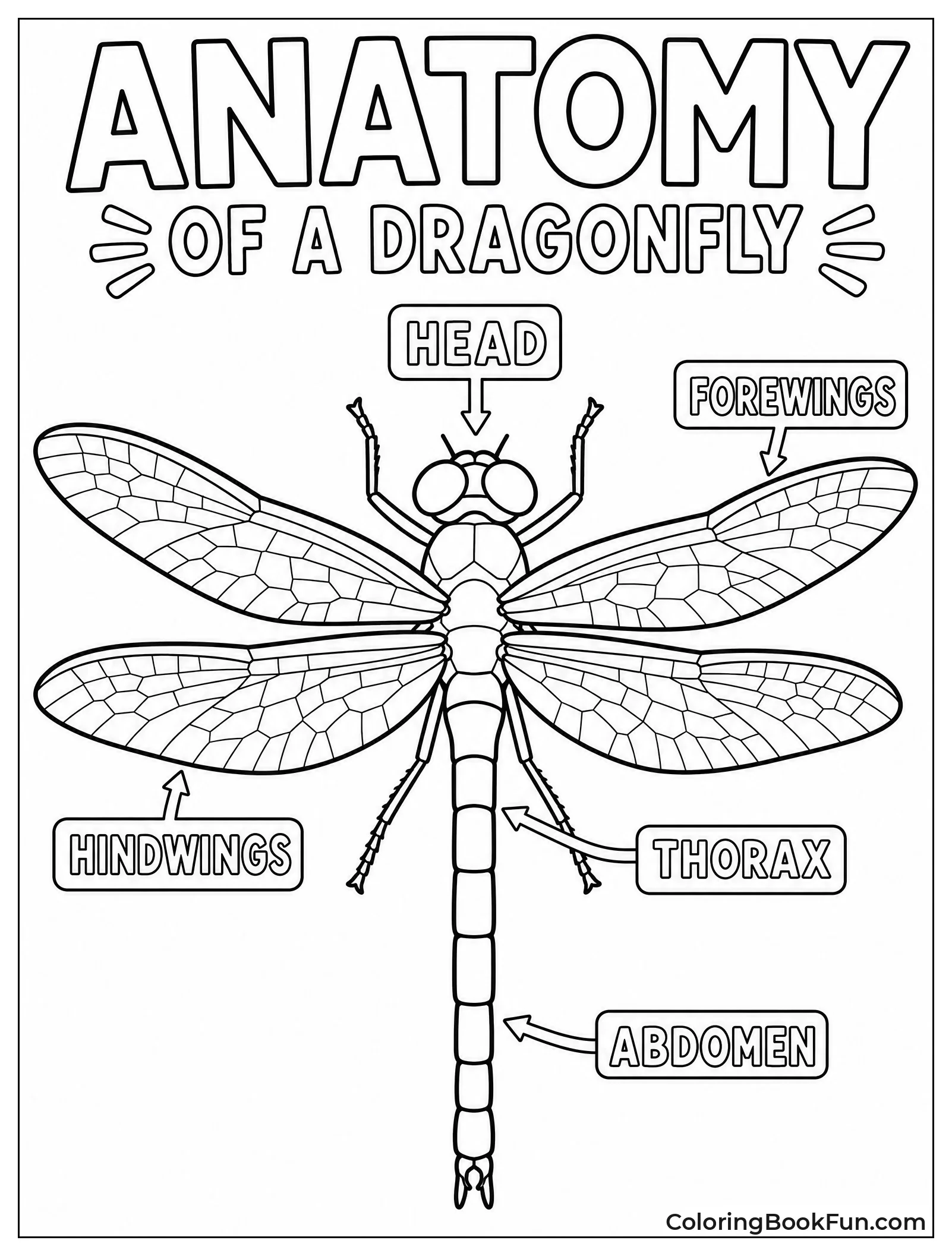 Dragonfly Anatomy Diagram