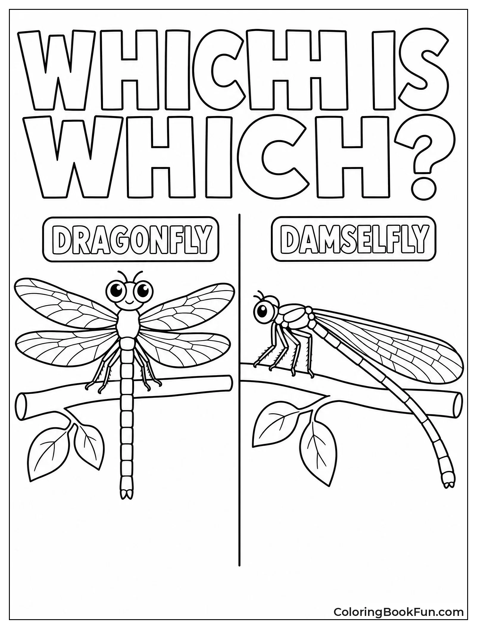 Dragonfly and Damselfly Comparison