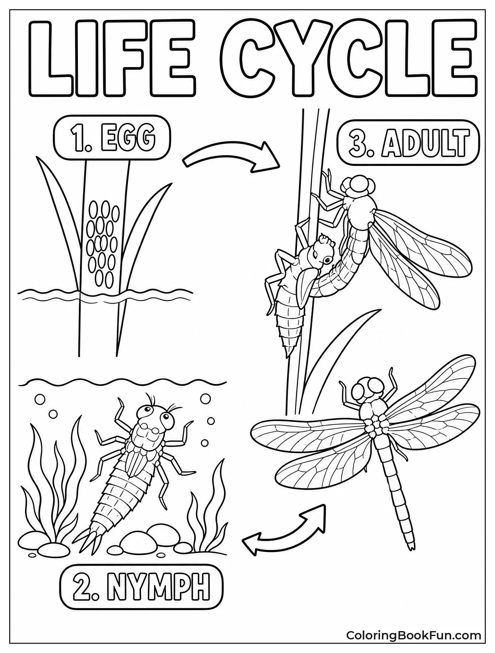 Dragonfly Life Cycle Stages