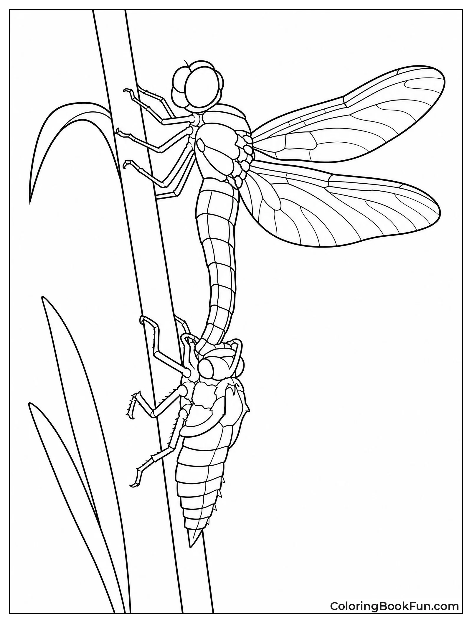 Dragonfly Emerging from Larva