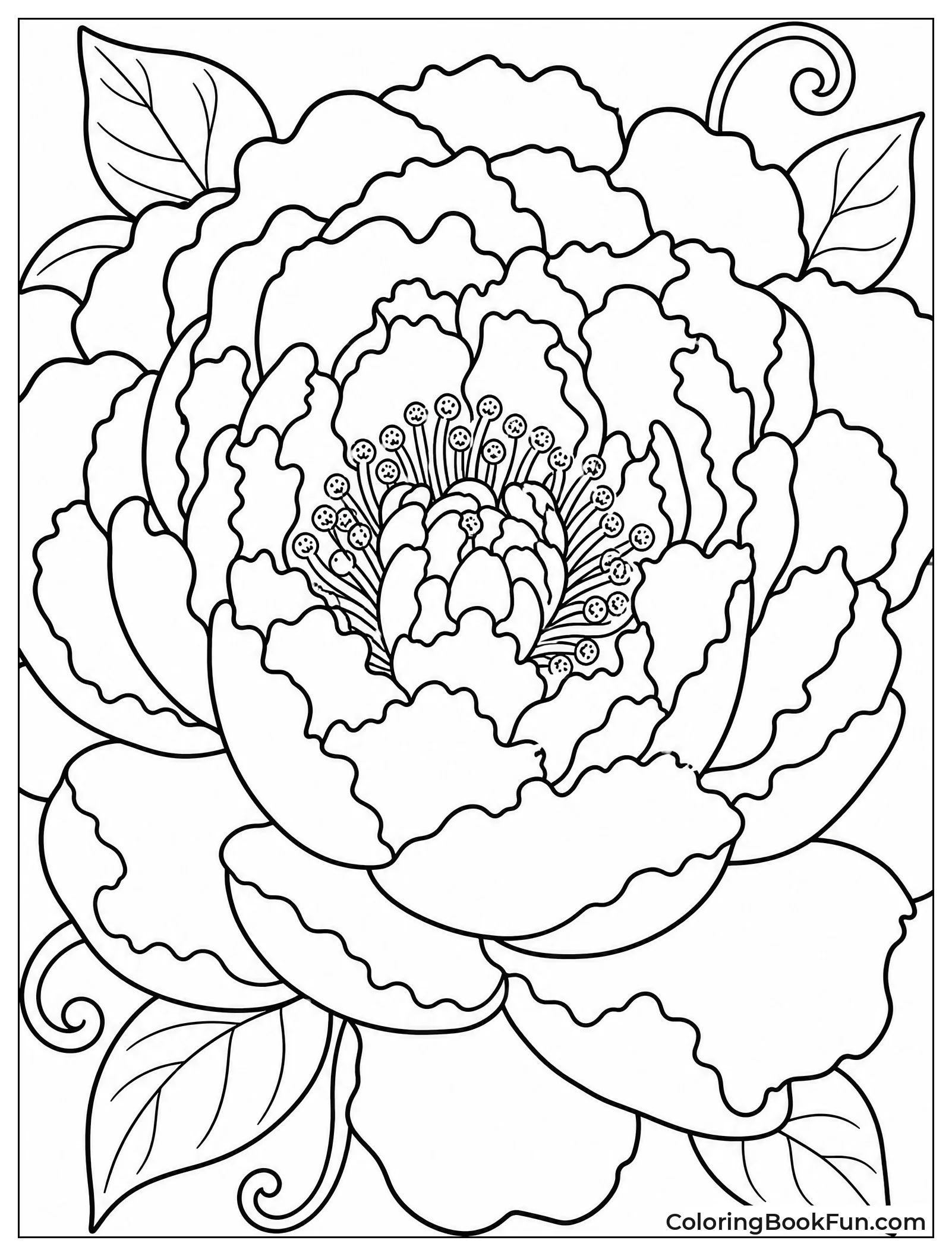 Close-Up of a Peony Bloom