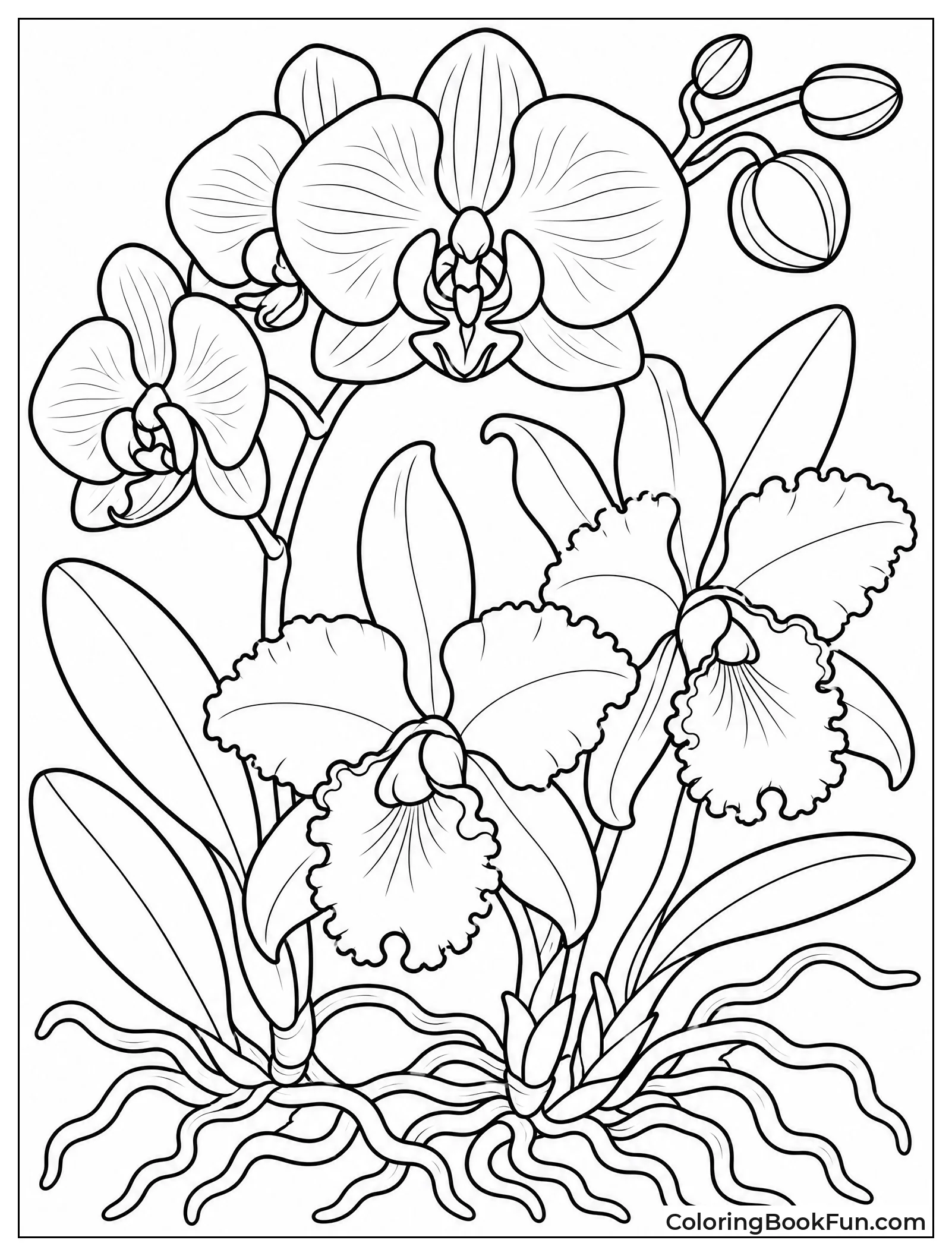 Close-Up of Exotic Orchids