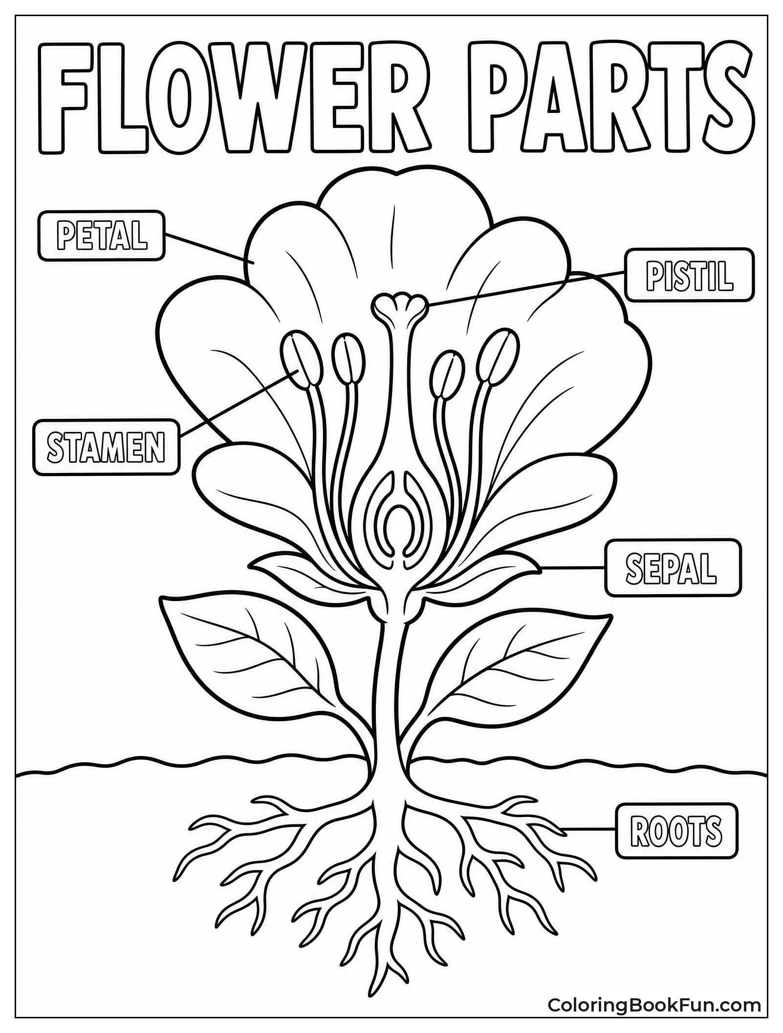 Labeled Parts of a Flower