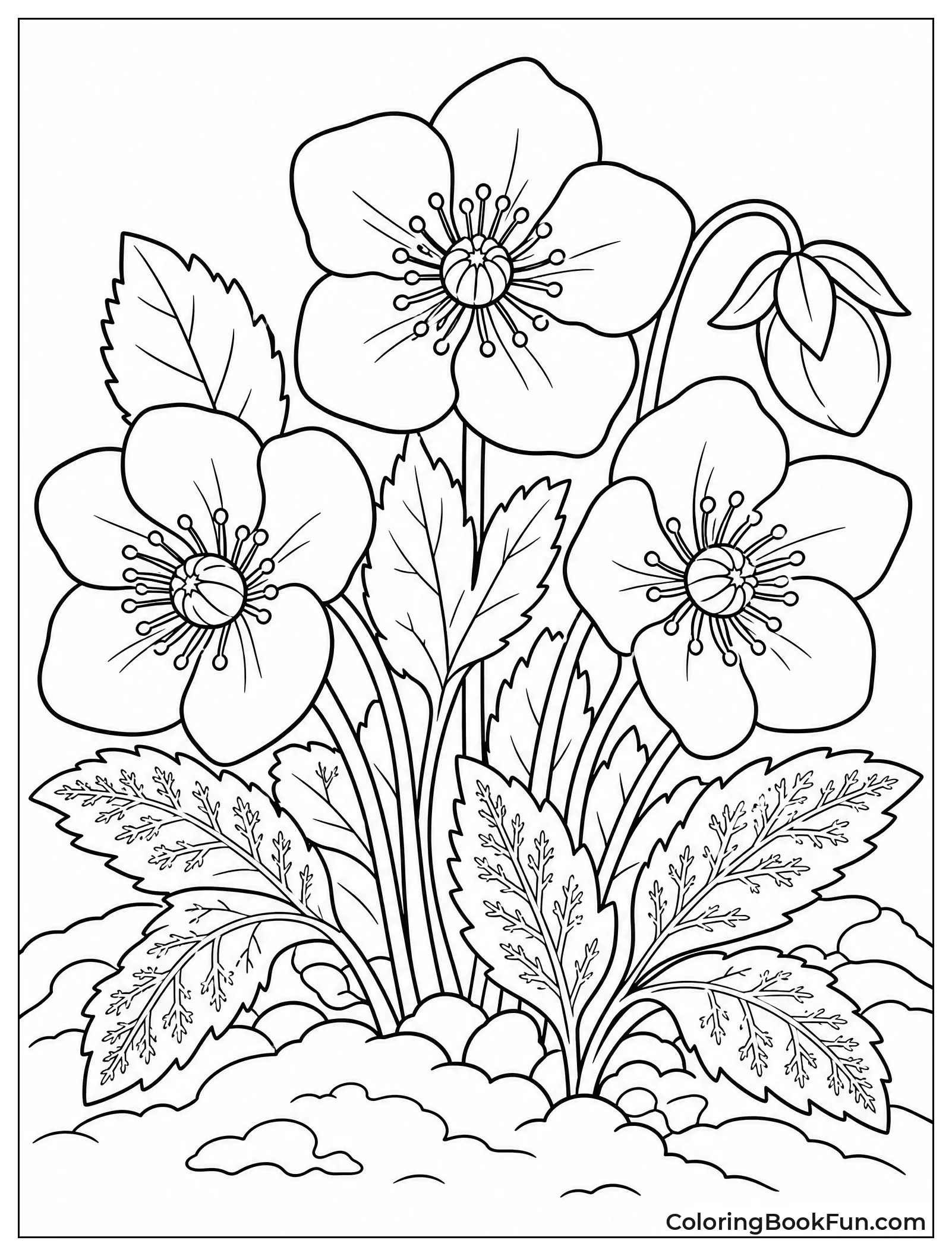Hellebores Blooming in Snow