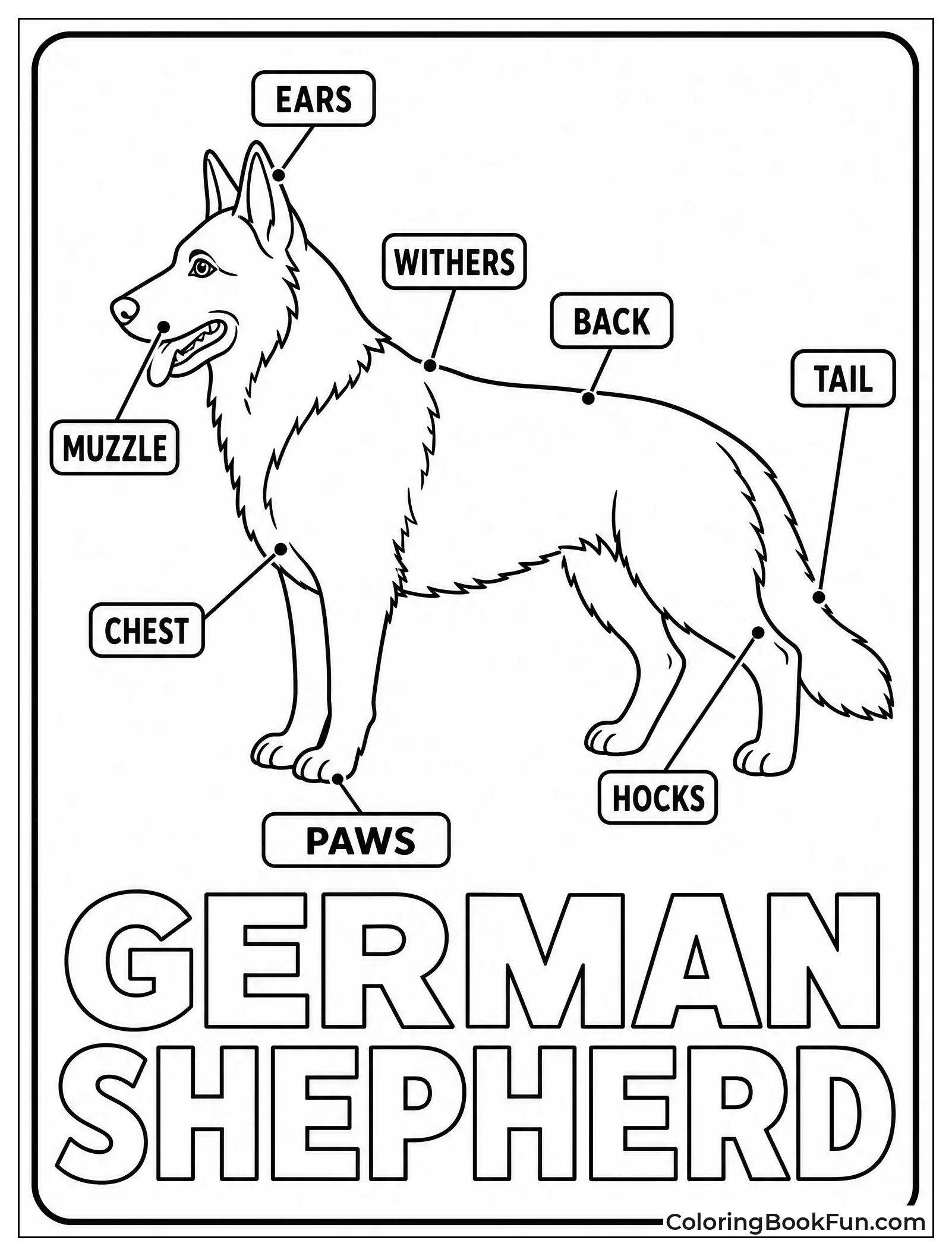 German Shepherd Body Parts Diagram