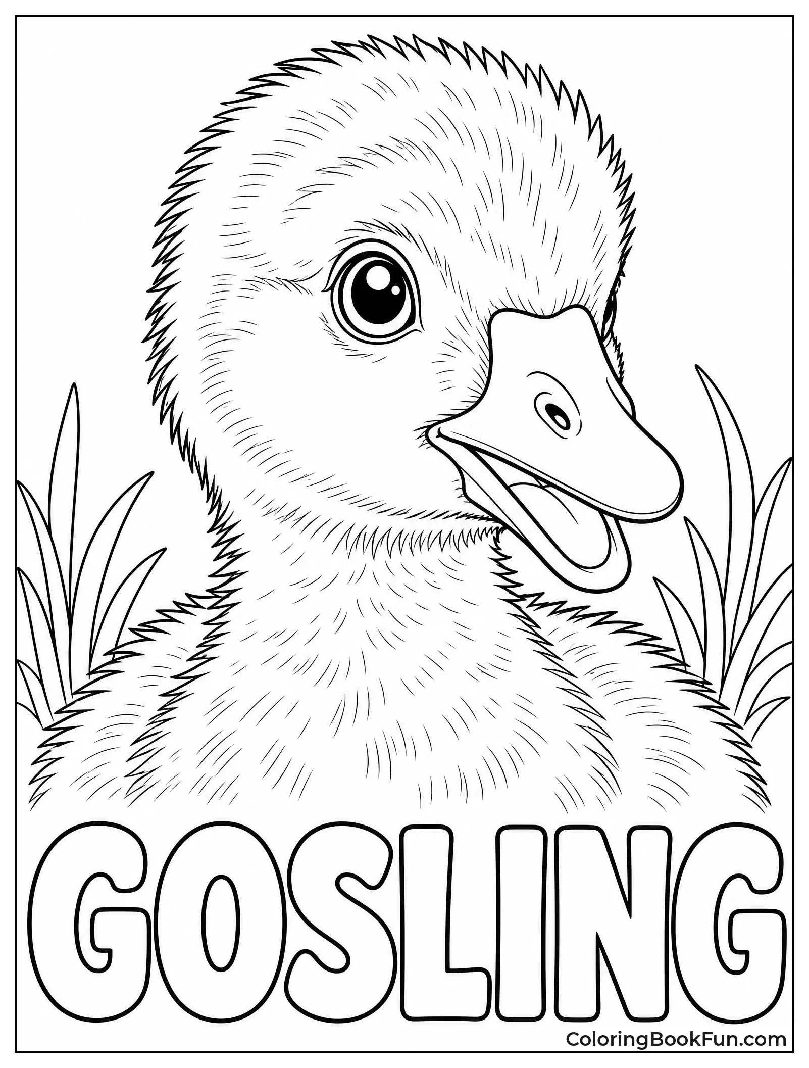 Close Up of Fuzzy Gosling
