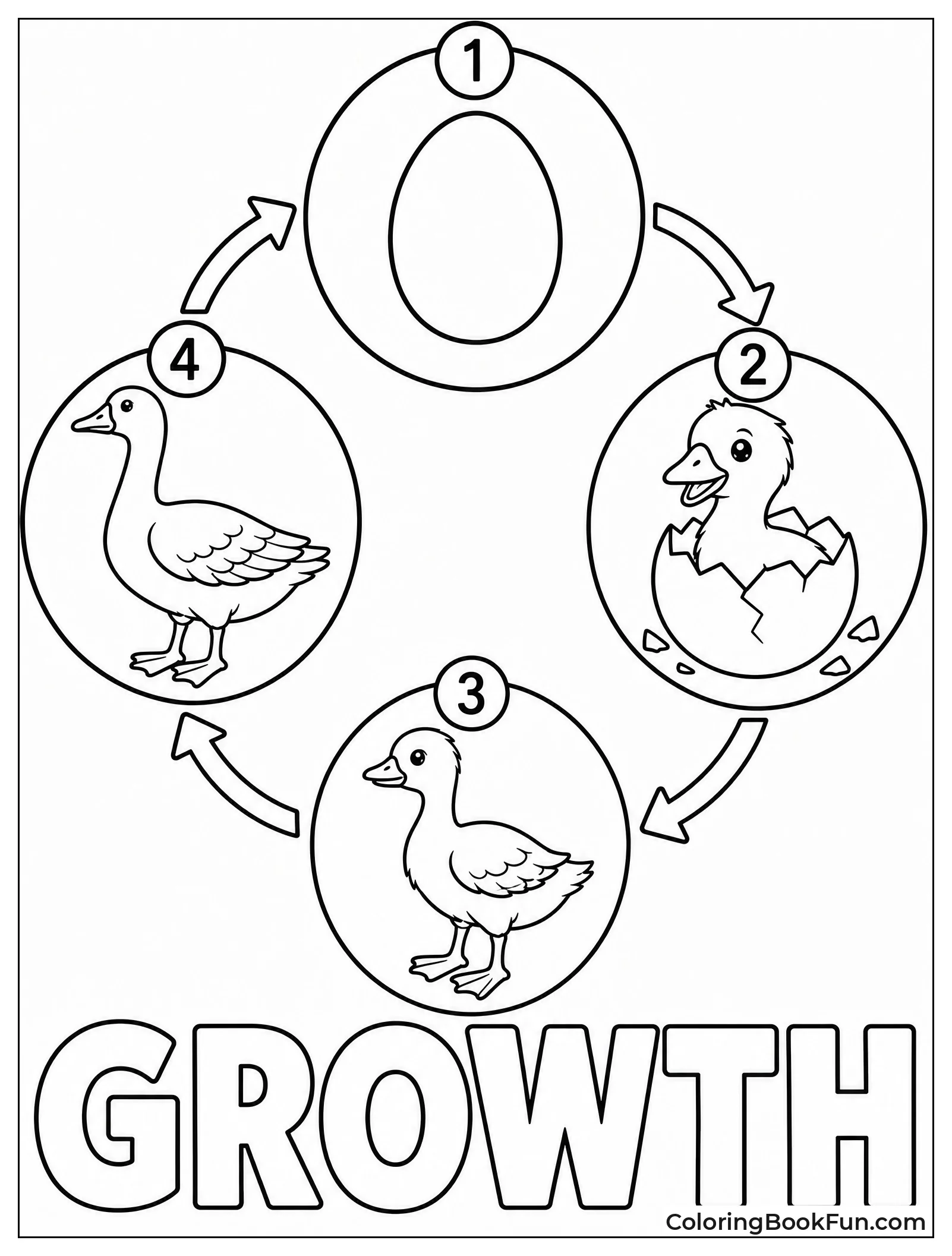 Goose Life Cycle in Circle