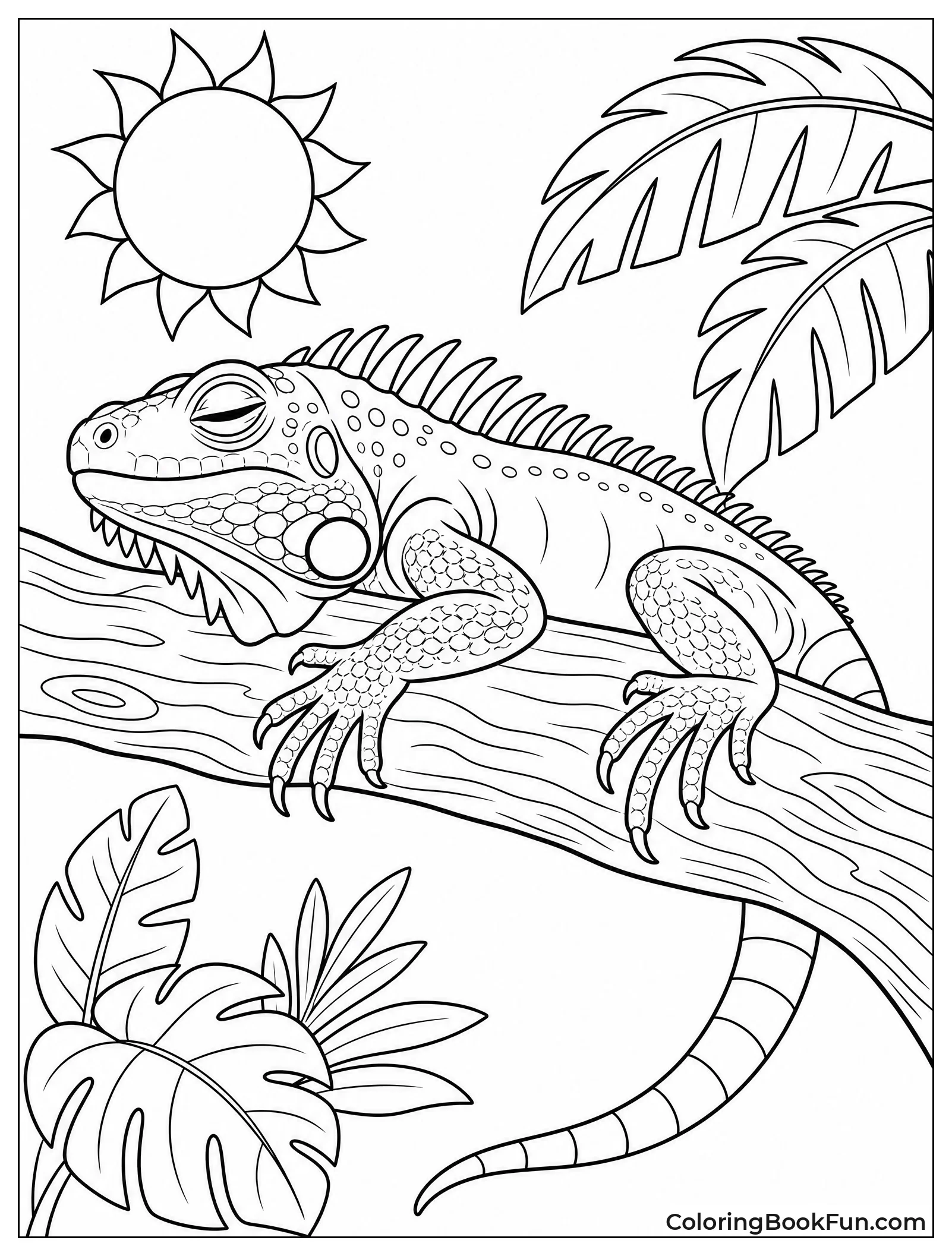 Green Iguana Basks in Sun