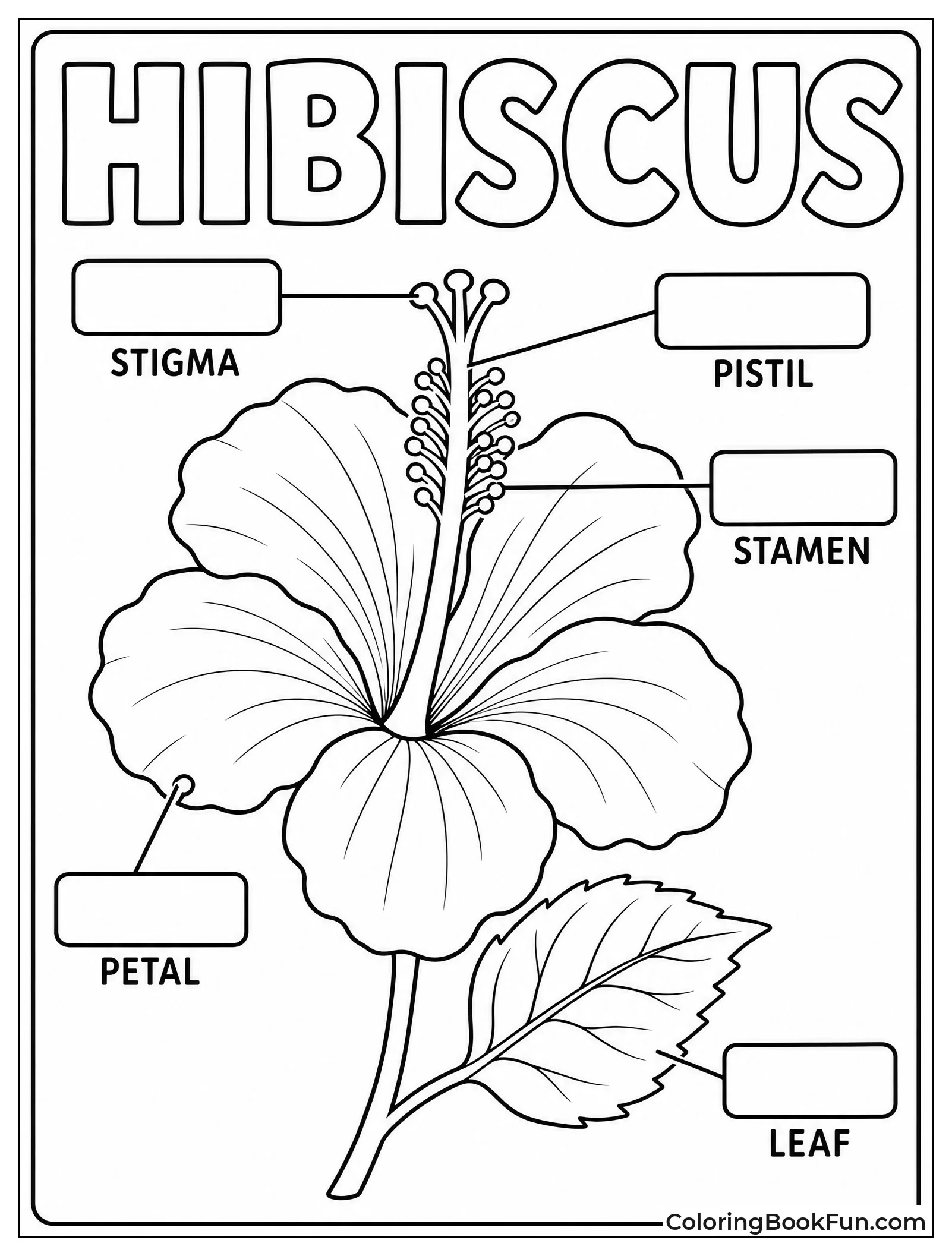 Diagram of Hibiscus Flower Parts