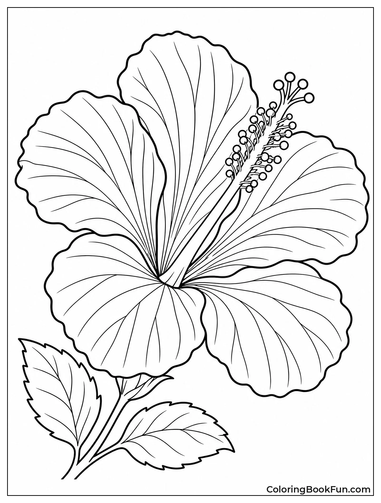 Close Up of Large Hibiscus Bloom