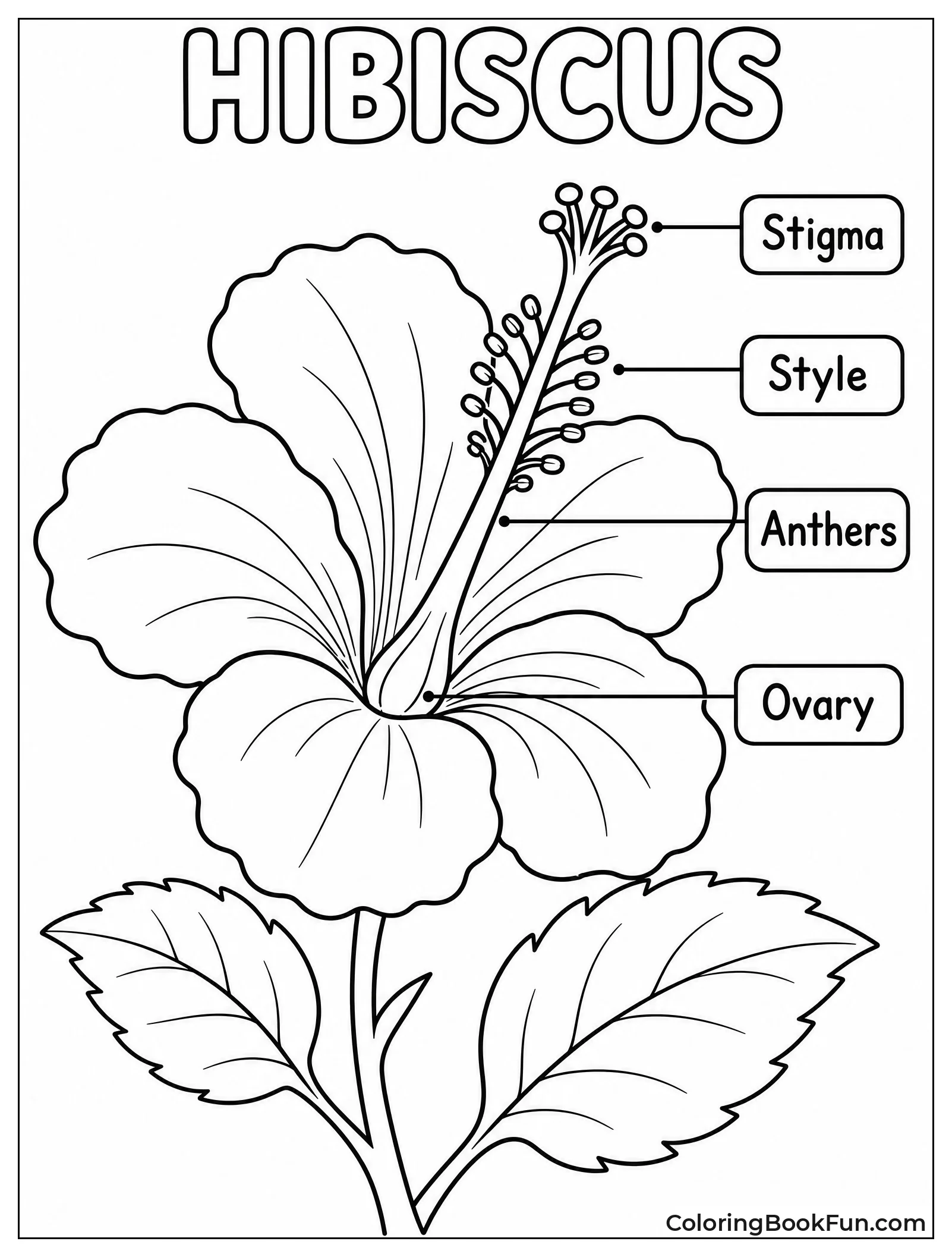 Labeled Diagram of Hibiscus Parts