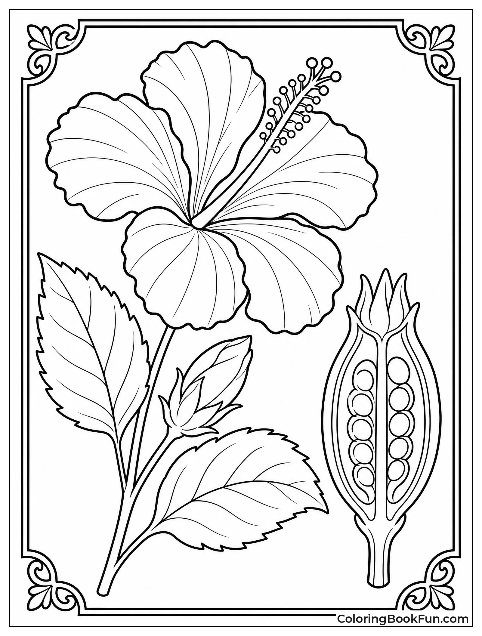 Vintage Drawing of Hibiscus Flower