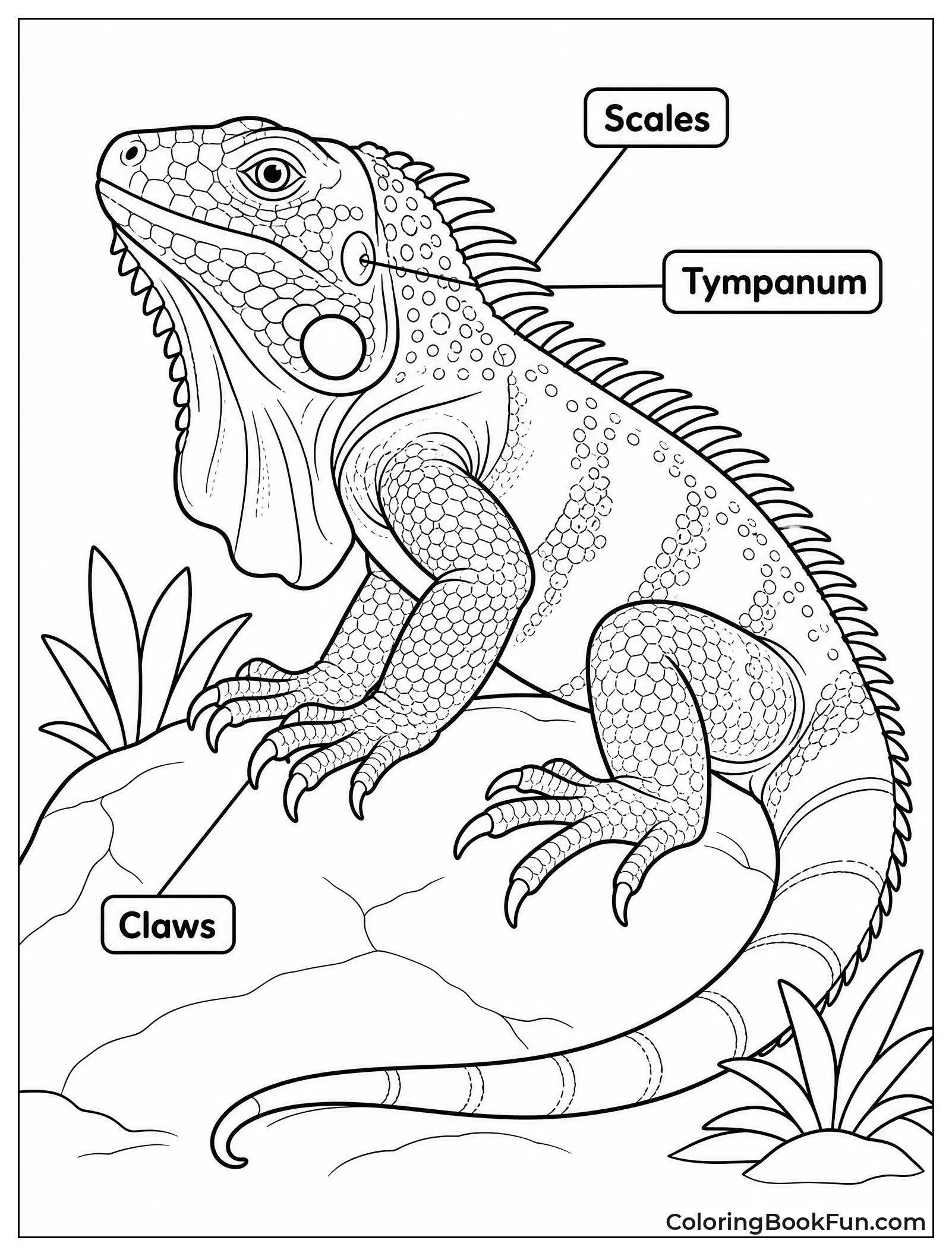 Labeled Iguana Anatomy Diagram