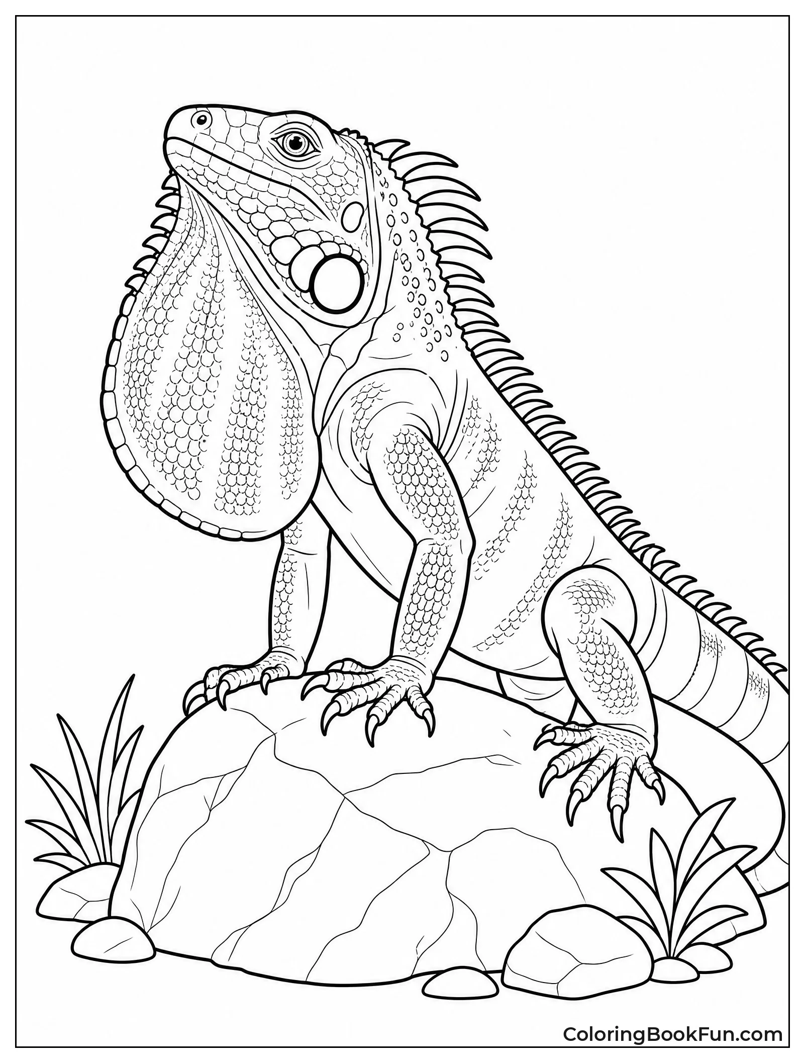 Iguana Puffs Out Its Dewlap