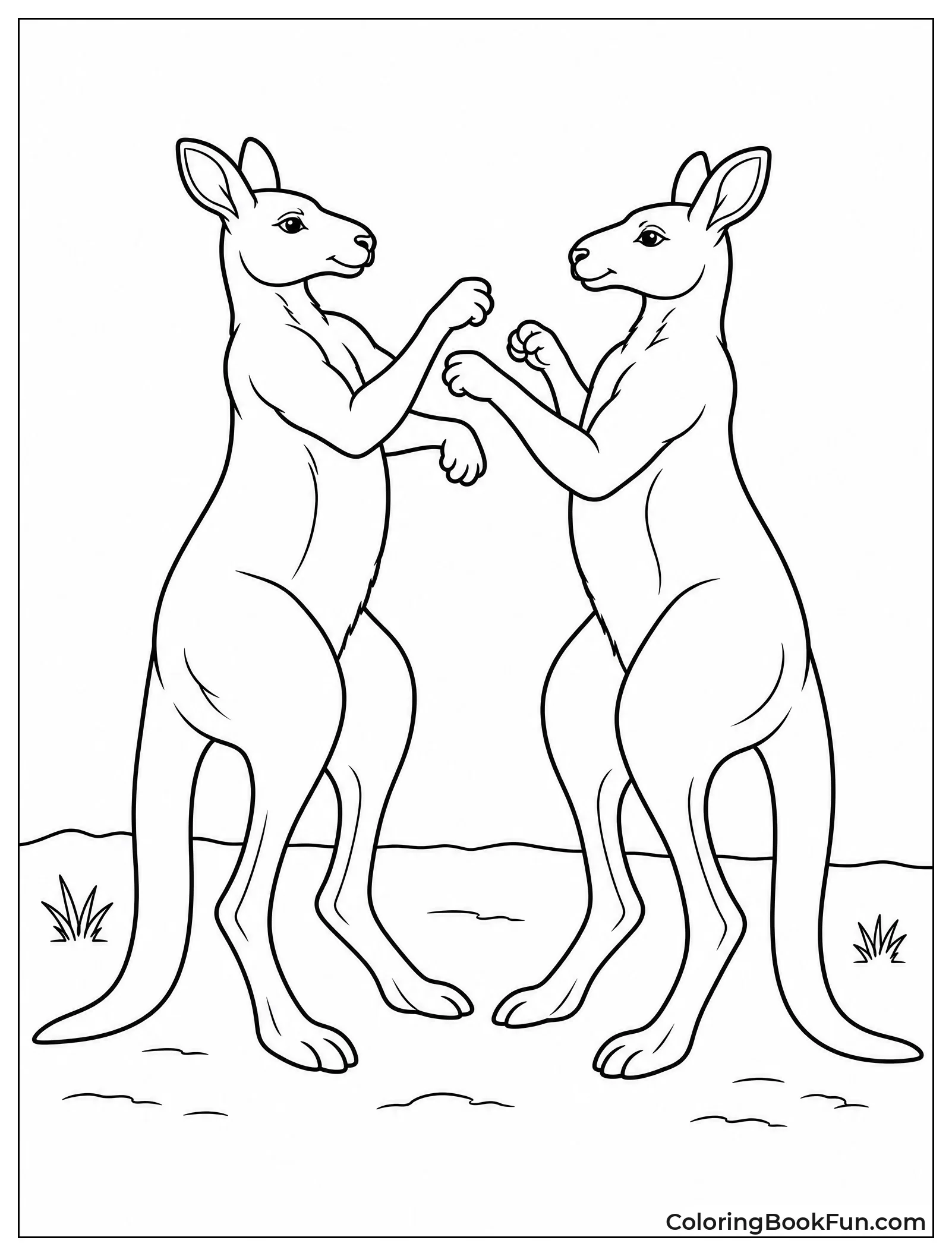 Kangaroos Standing Tall and Boxing