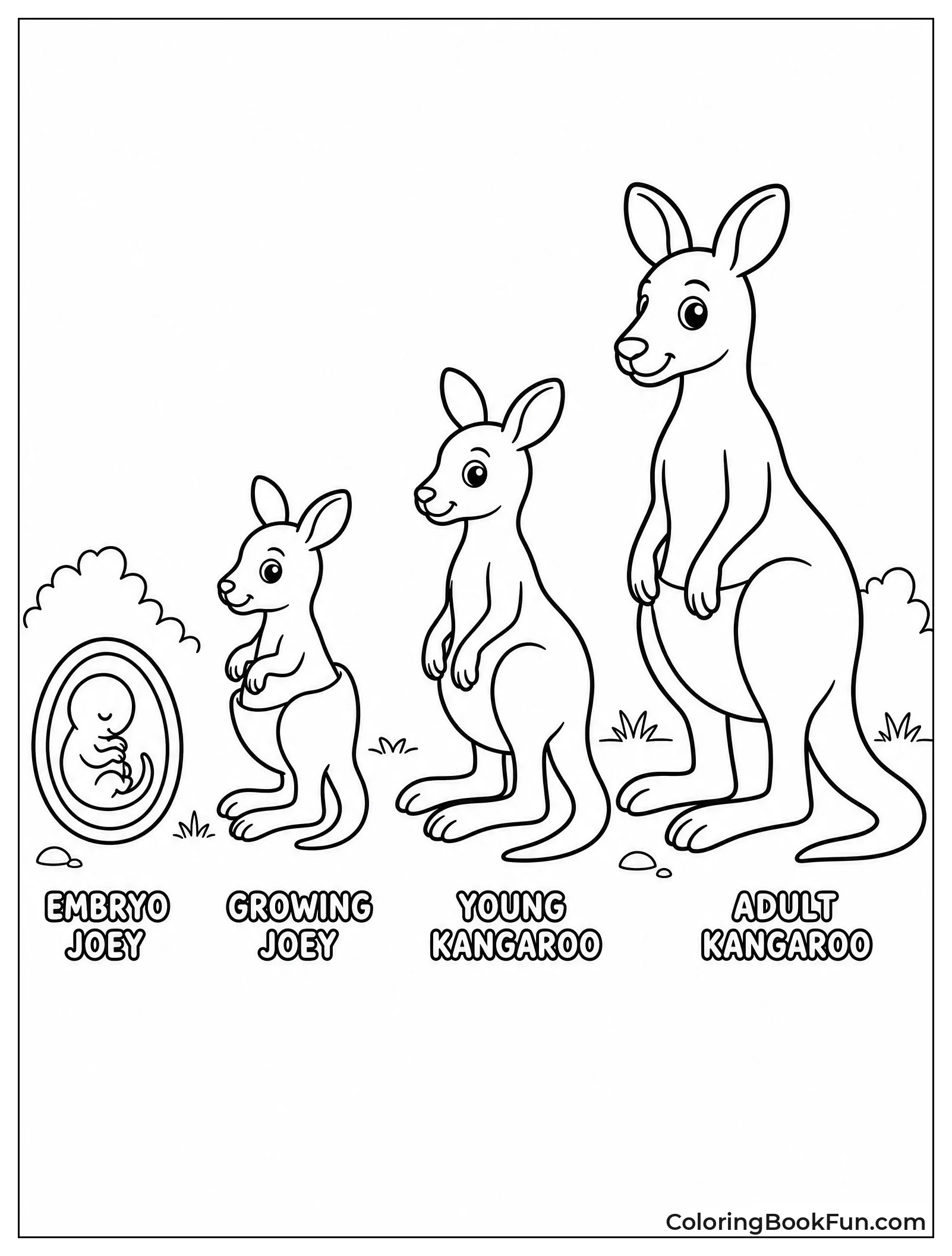 Kangaroo Life Cycle Side by Side