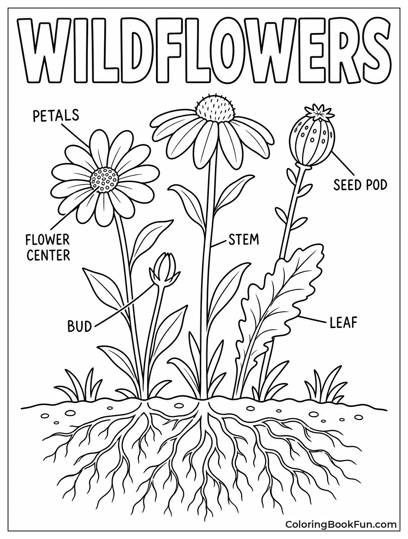 Labeled Parts of a Wildflower