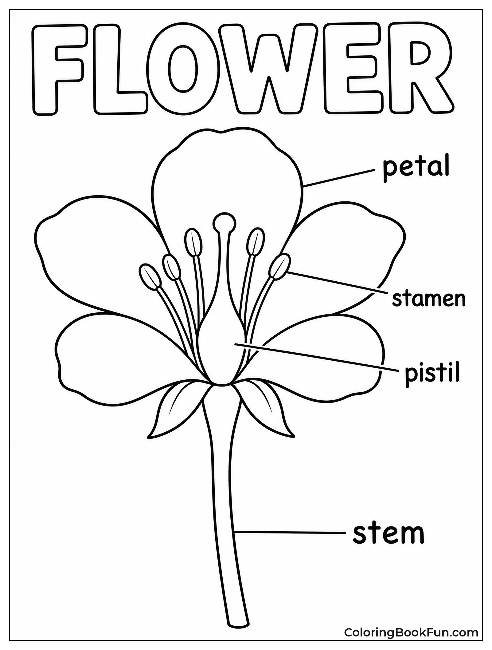 Diagram Showing Wildflower Parts