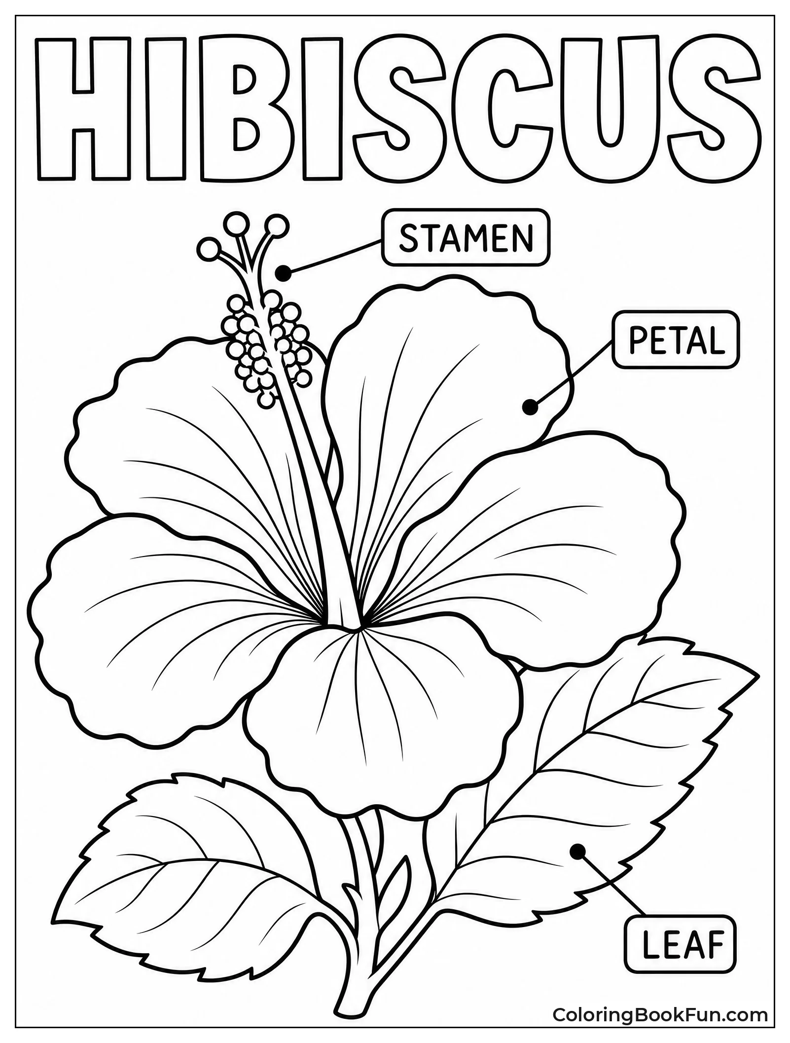 Pink Hibiscus with Labeled Parts