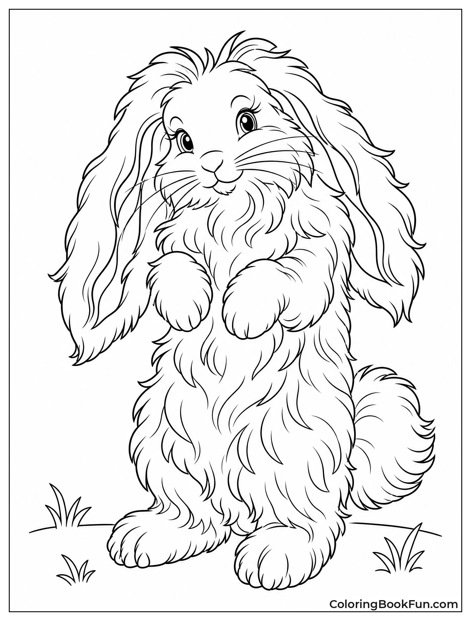 Fluffy Angora Rabbit Full Body