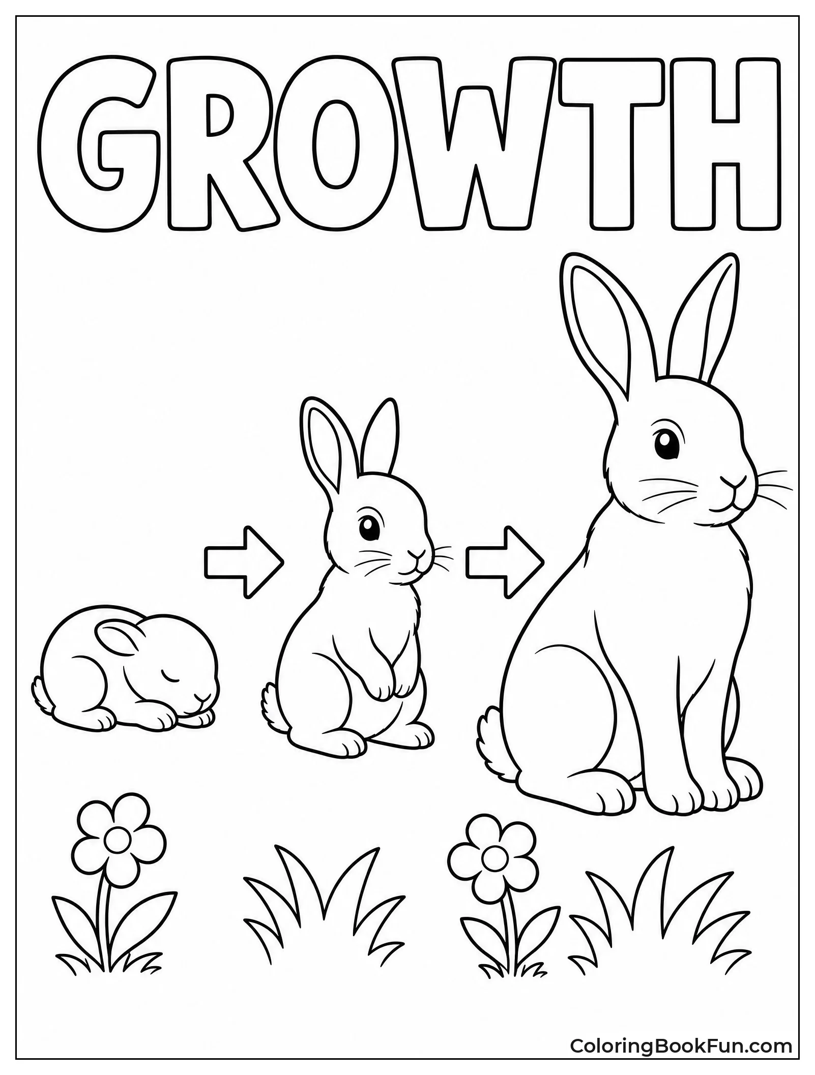Rabbit Life Cycle Stages