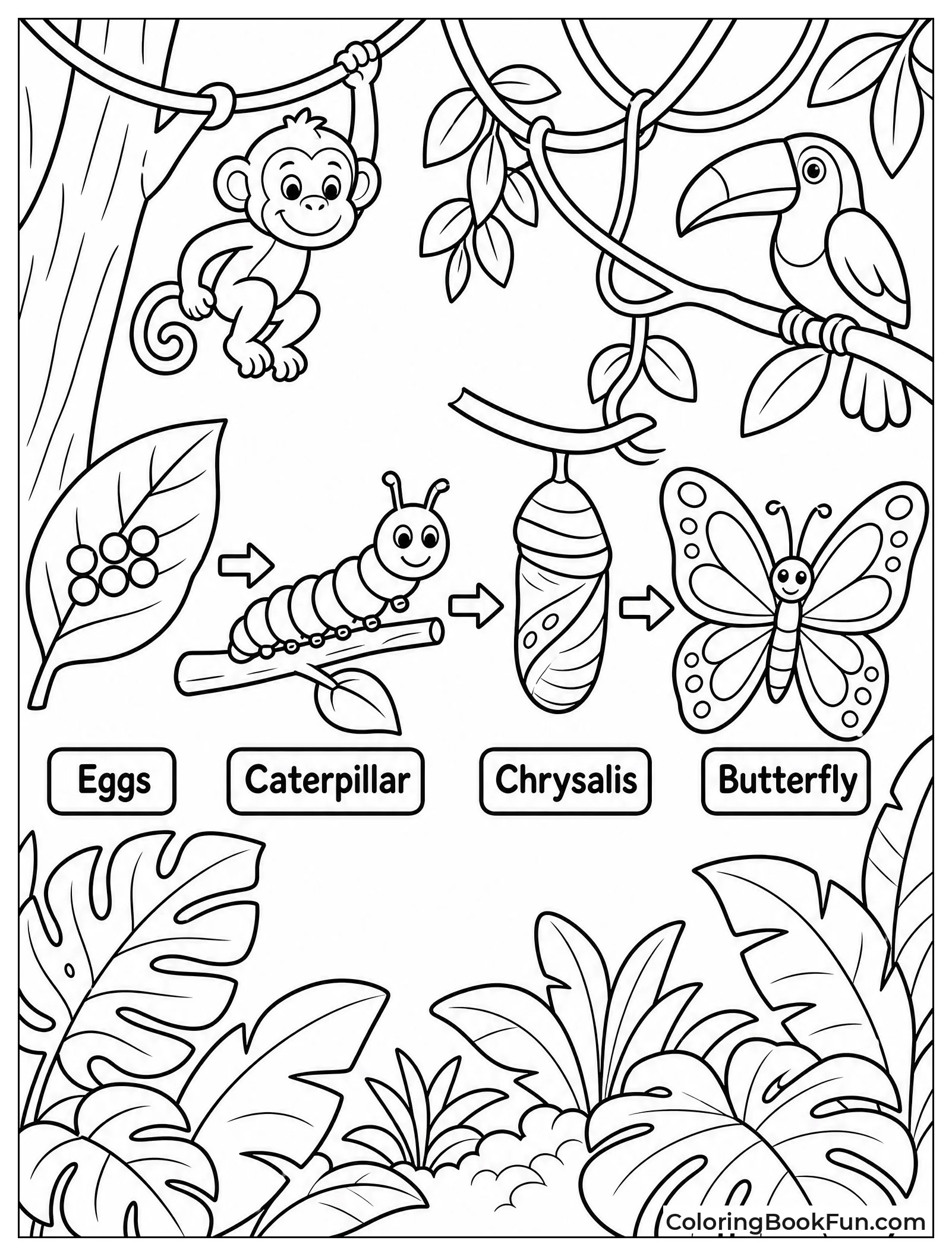 Butterfly Life Cycle Stages