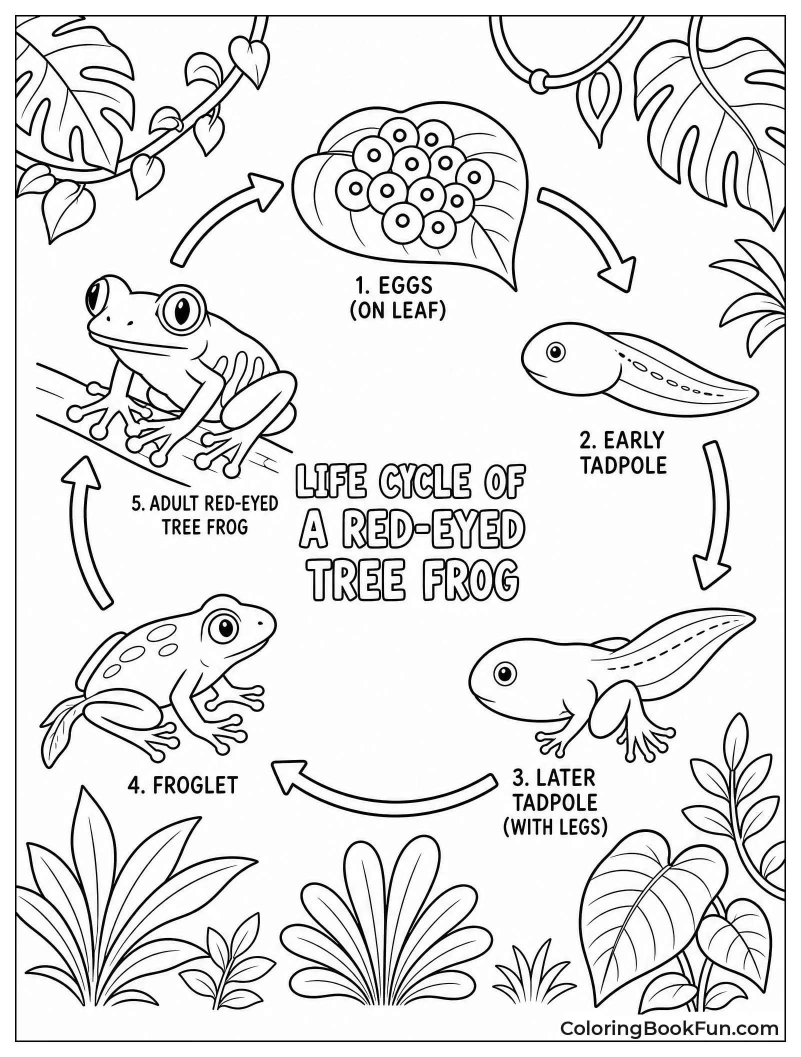 Frog Life Cycle Diagram