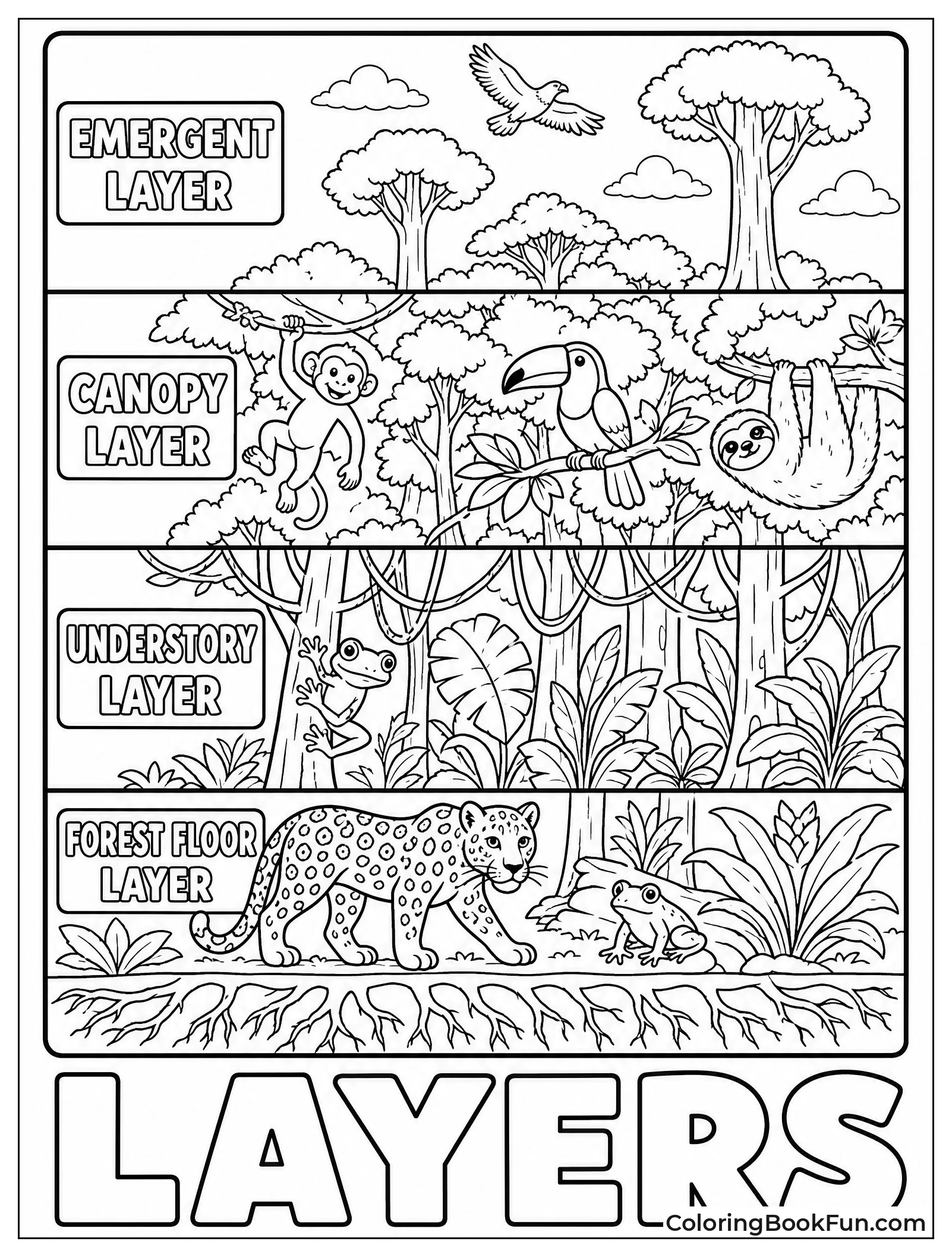Rainforest Layers Cross Section
